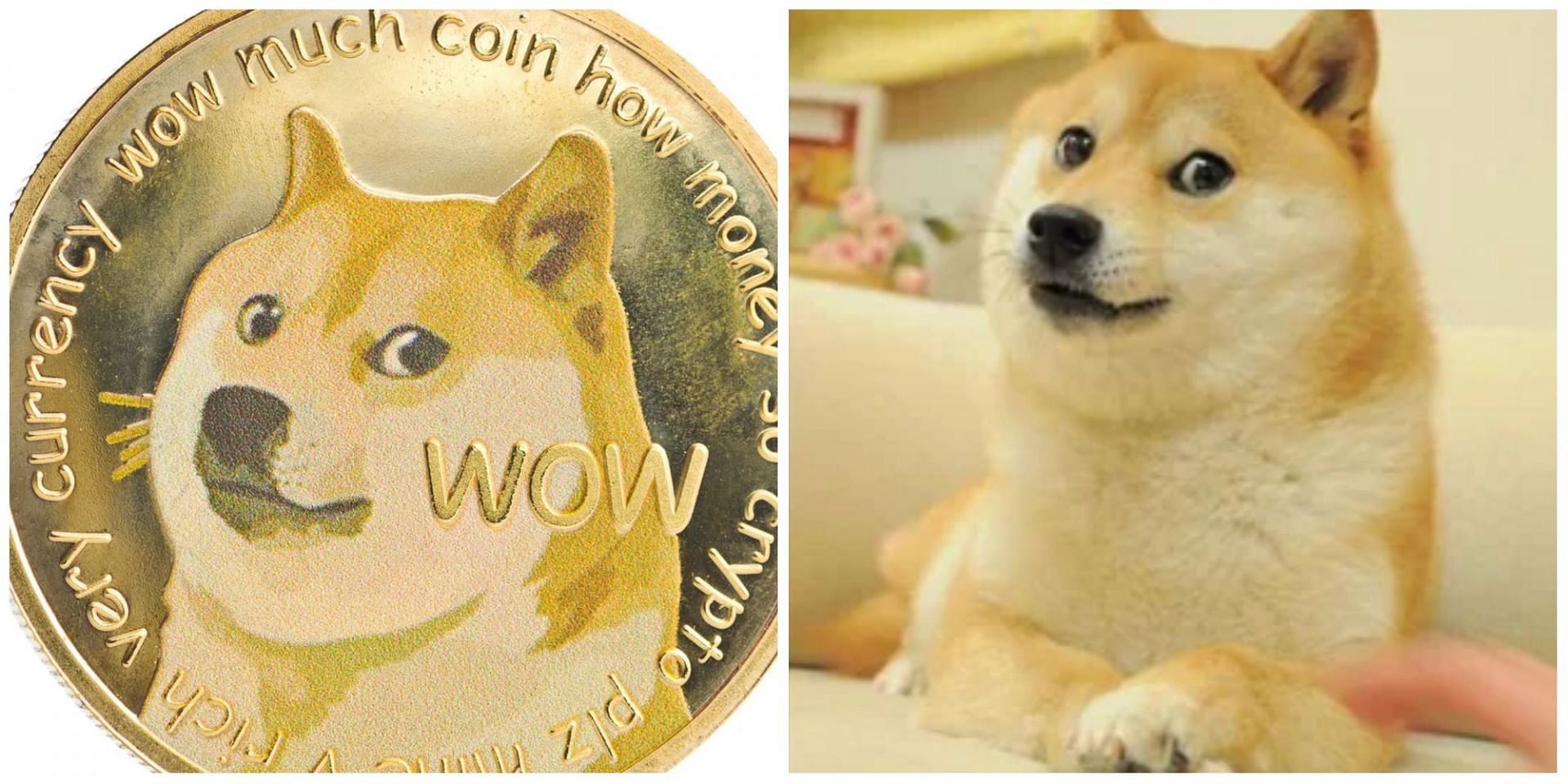 The owner of the doge meme dog recently announced that she has a liver disease and Leukemia. (Image via Getty Images)