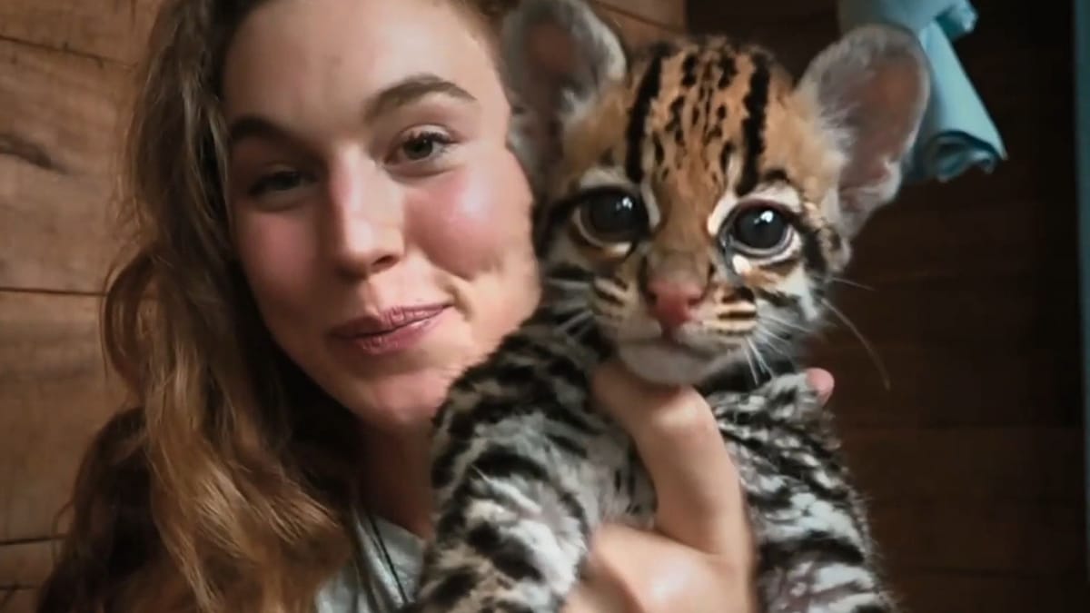 Wildcat Review Is The New Prime Video Documentary Movie Worth The Watch Wildcat Review Is The New Prime Video Documentary Movie Worth The Watch