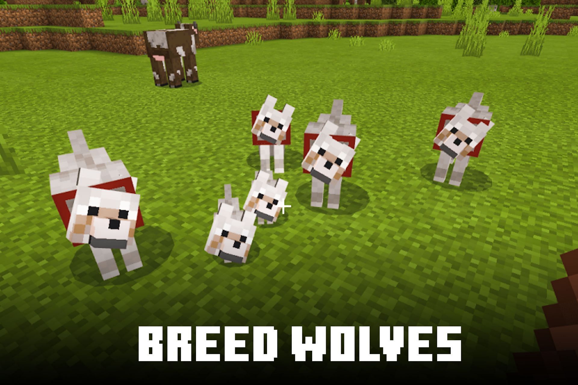 How To Breed Wolves In Minecraft 1.19