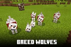 How to breed wolves in Minecraft 1.19