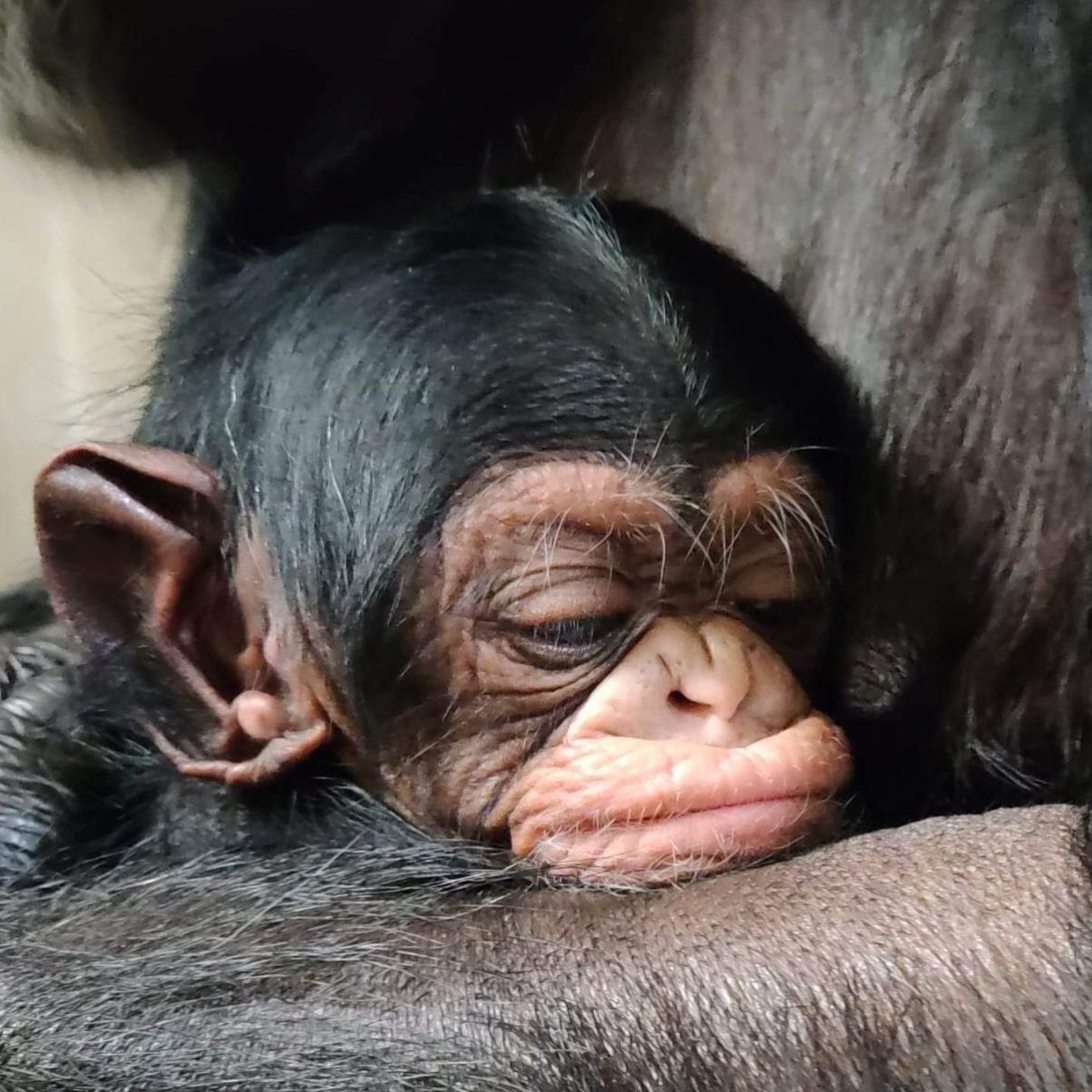 chimpanzee: How old was Kucheza? Sedgwick County Zoo baby chimpanzee