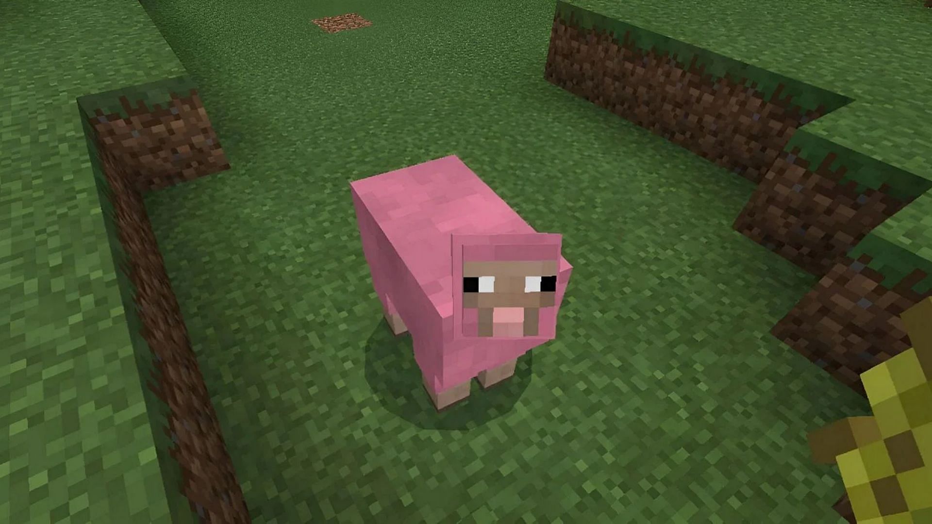 Pink Sheep is one of the rarest mobs to find in Minecraft Bedrock (Image via Mojang)