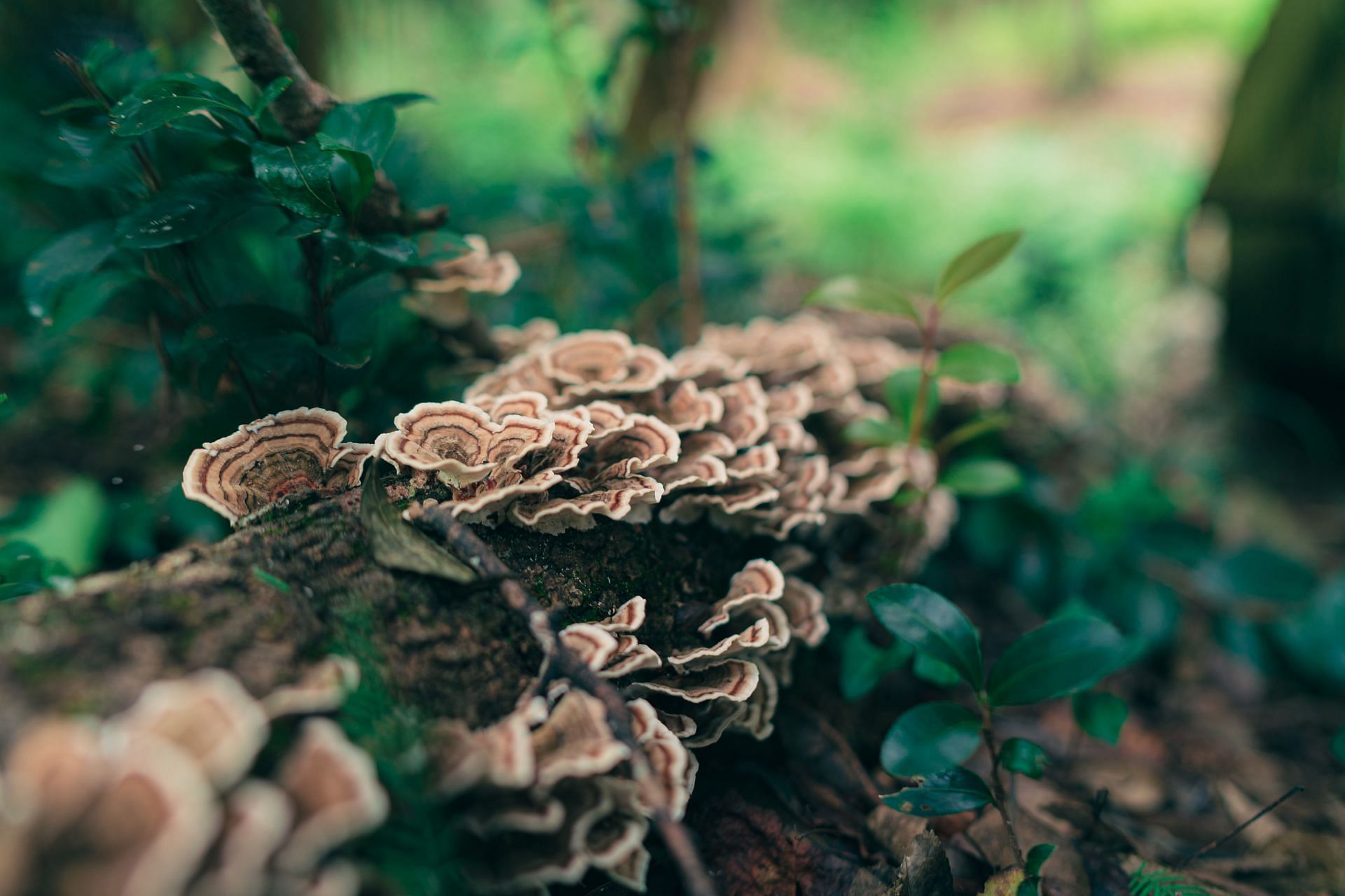 Here are the uses of turkey tail mushrooms! (image via unsplash/Timothy Dykes)