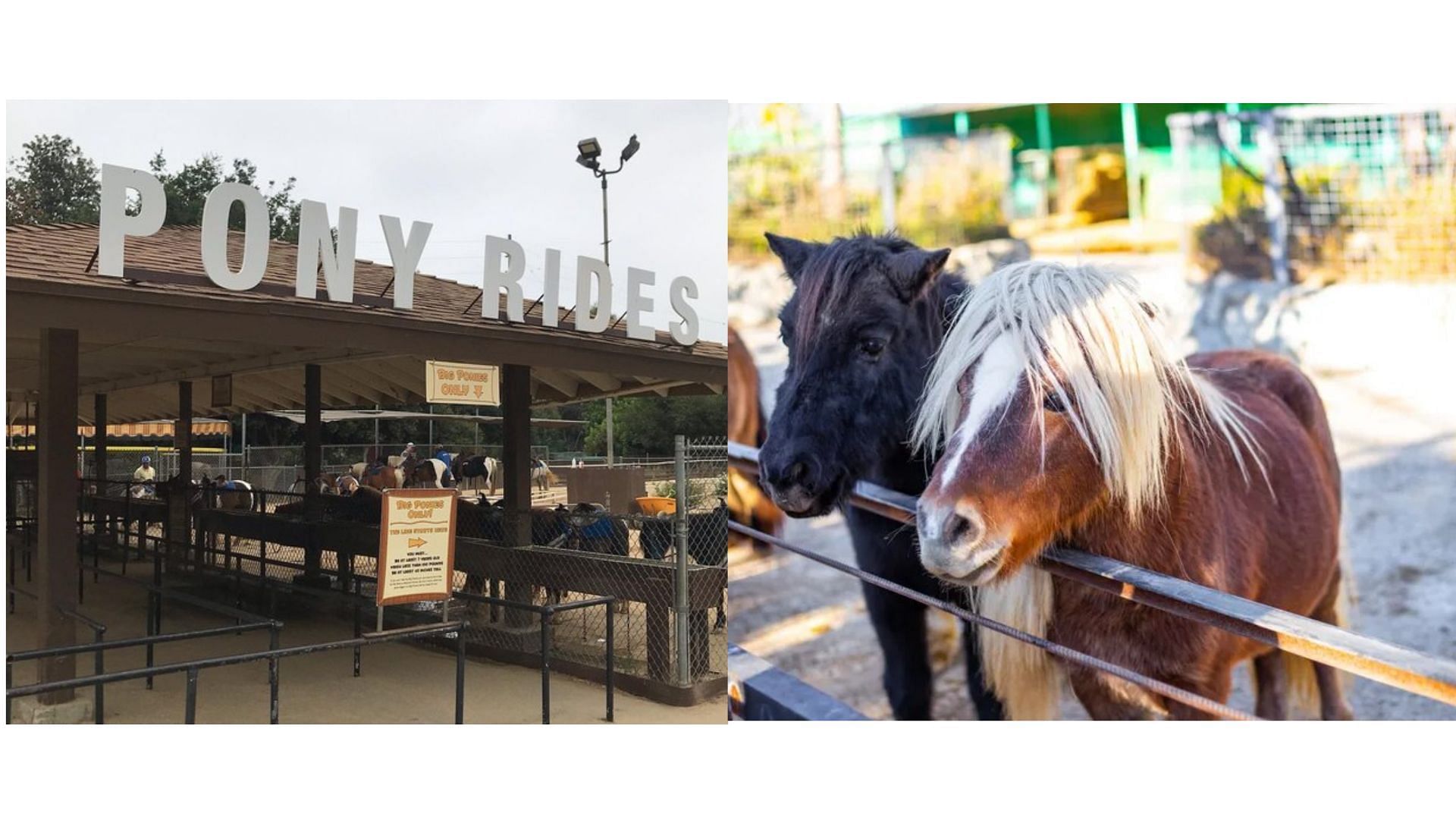 Griffith Park Why is Griffith Park Pony Rides closing? Historic