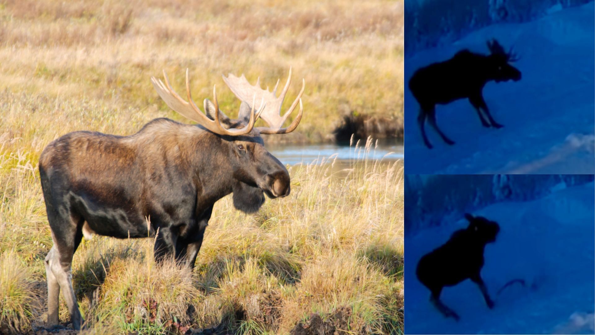 Moose shed their antlers in winters (Image via TikTok/ChanceBogart)