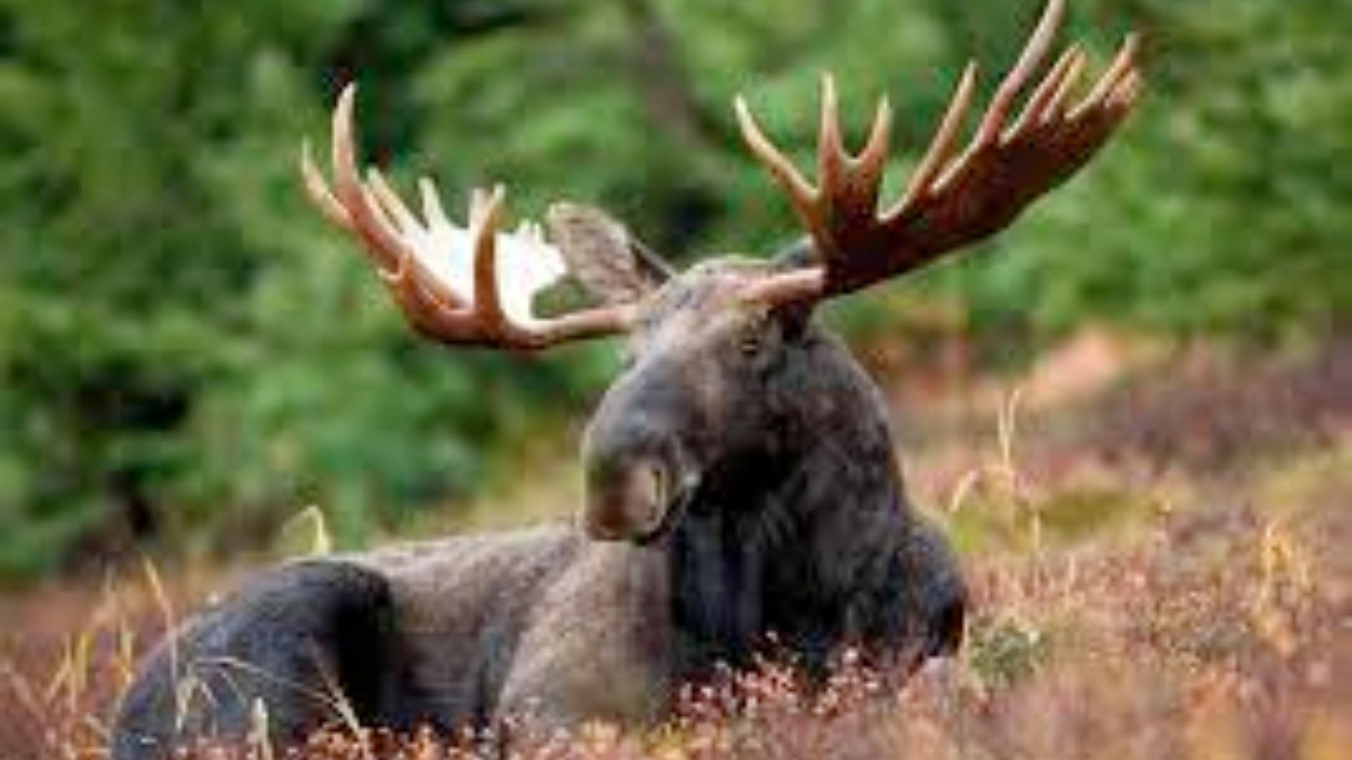 A Bull moose as seen in its natural habitat during peak breeding season (Image via Getty for National Geography)
