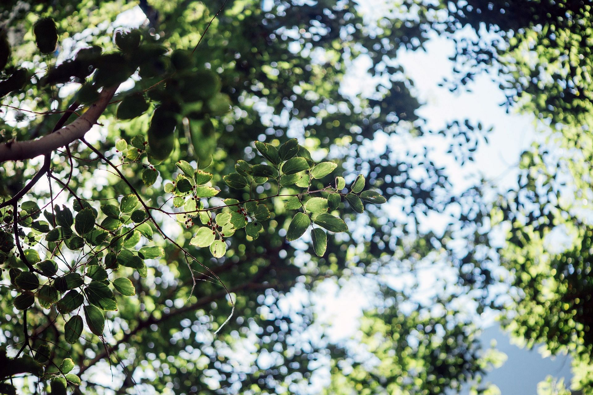 Moringa leaves help in improving bone health &amp; reduces inflammation (Image via Unsplash / Ben Neale)