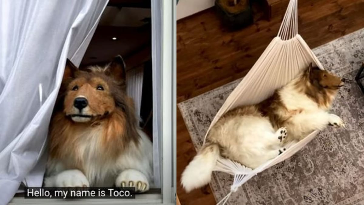 Who is Toco dog man? Japanesenative canine after buying 15,000 Collie costume