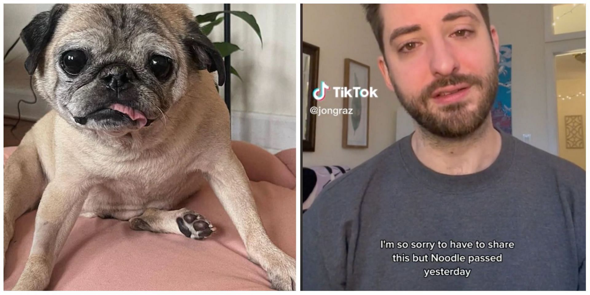 Noodle the Pug, famous for creating the &quot;bones or no bones day&quot; video, passed away at the age of 14. (Image via TikTok)