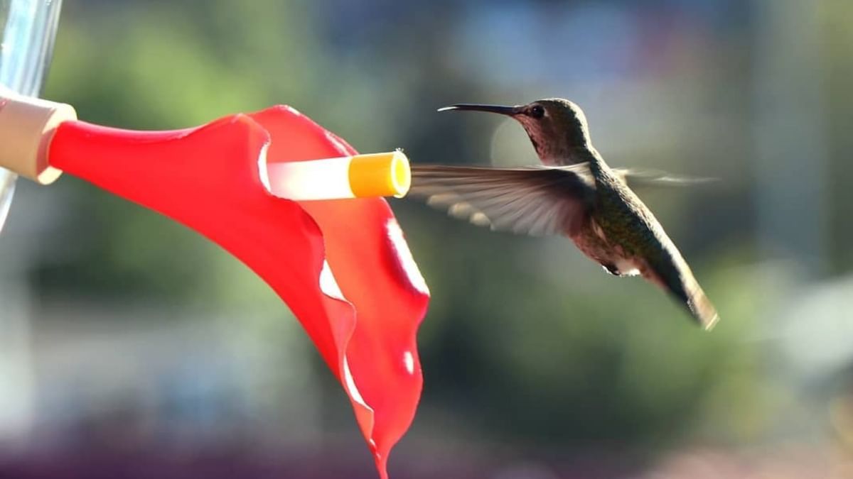 HummViewer on Shark Tank Meet the hummingbird feeder mask business founders