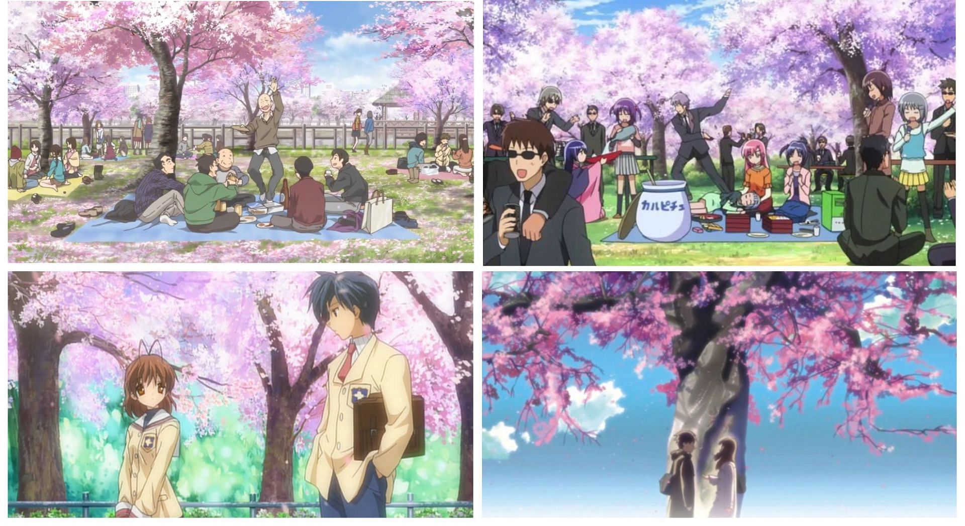 Sakura festivals featured in Amaama to Inazuma, Hayate the Combat Butler, Clannad, and Your Lie in April (Image via Sportskeeda)