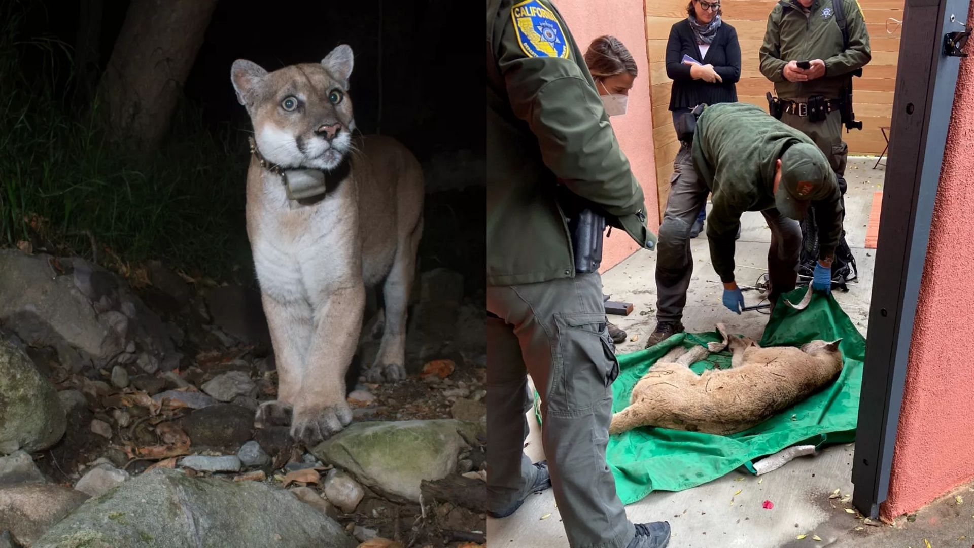 Mountain Lion dubbed as P22 has been captured by the wildlife officials in LA after it killed a dog and attacked another in the past month (Image via Miguel Ordenana/Natural History Museum, Sarah Picchi)