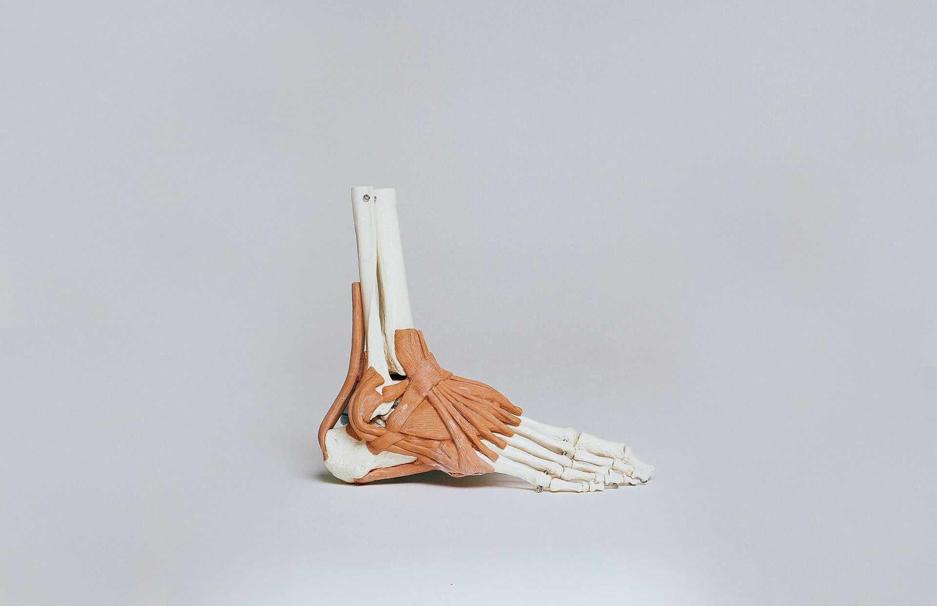 An anatomical image of an ankle against a white backdrop.