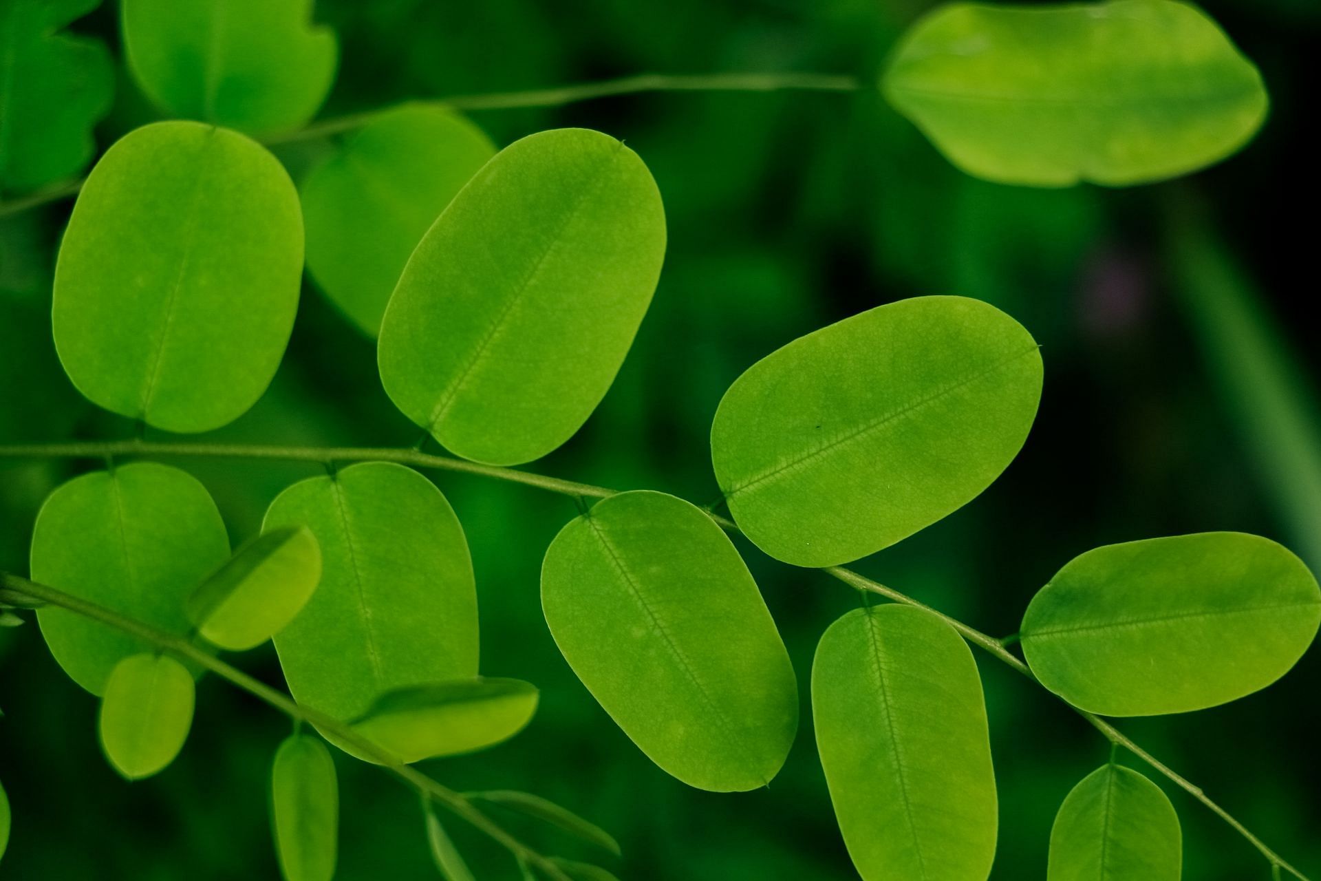 Moringa leaves are also known as 