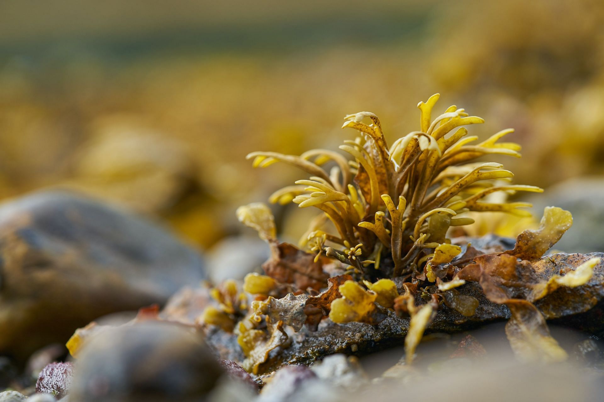 Sea moss provides various health benefits that can help you to lose weight. (Image via Unsplash / Wolfgang Hasselmann)