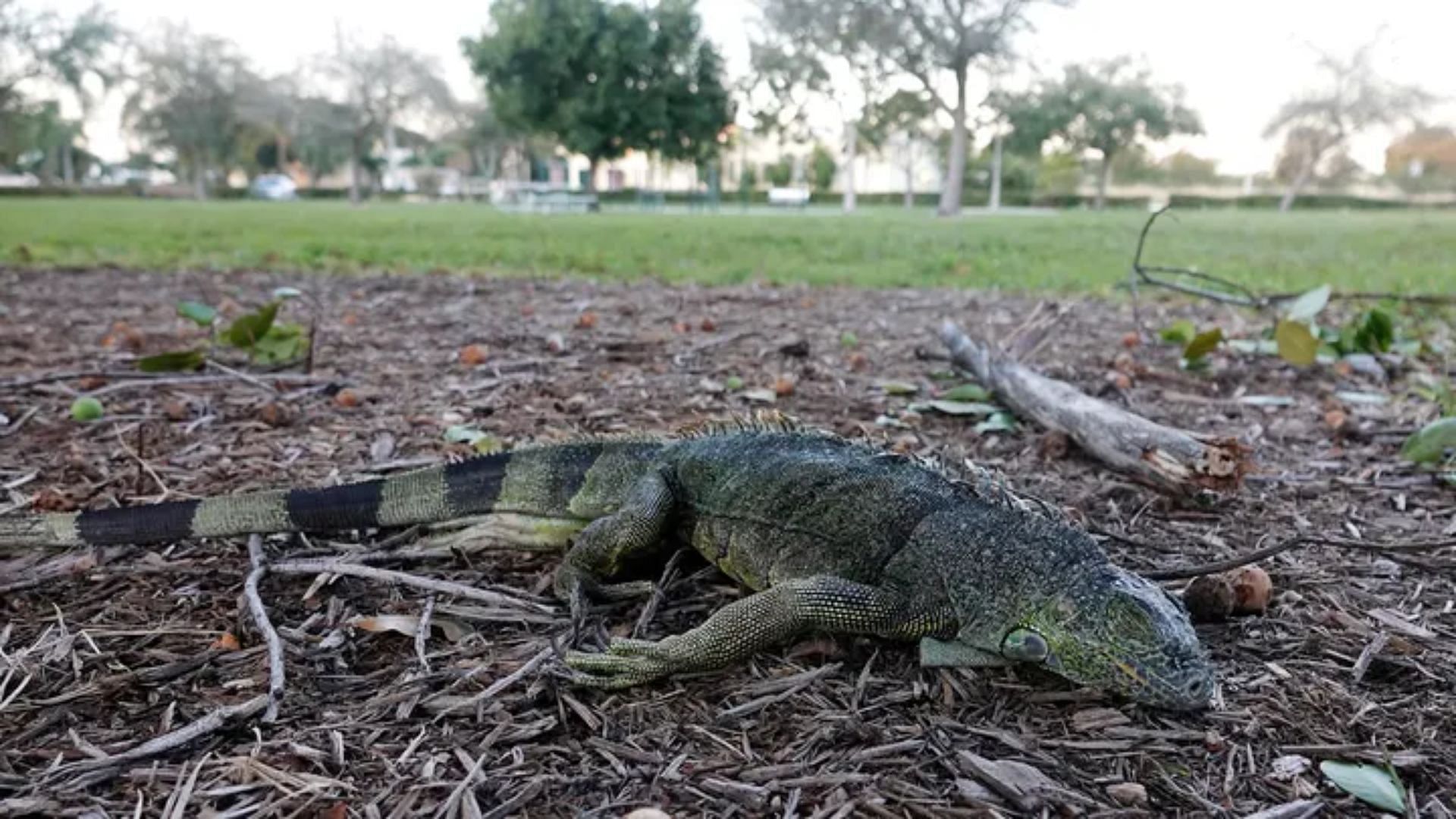 A Floridian local captured an image of a stunned reptile (Image via Getty/Joe Cavaretta)