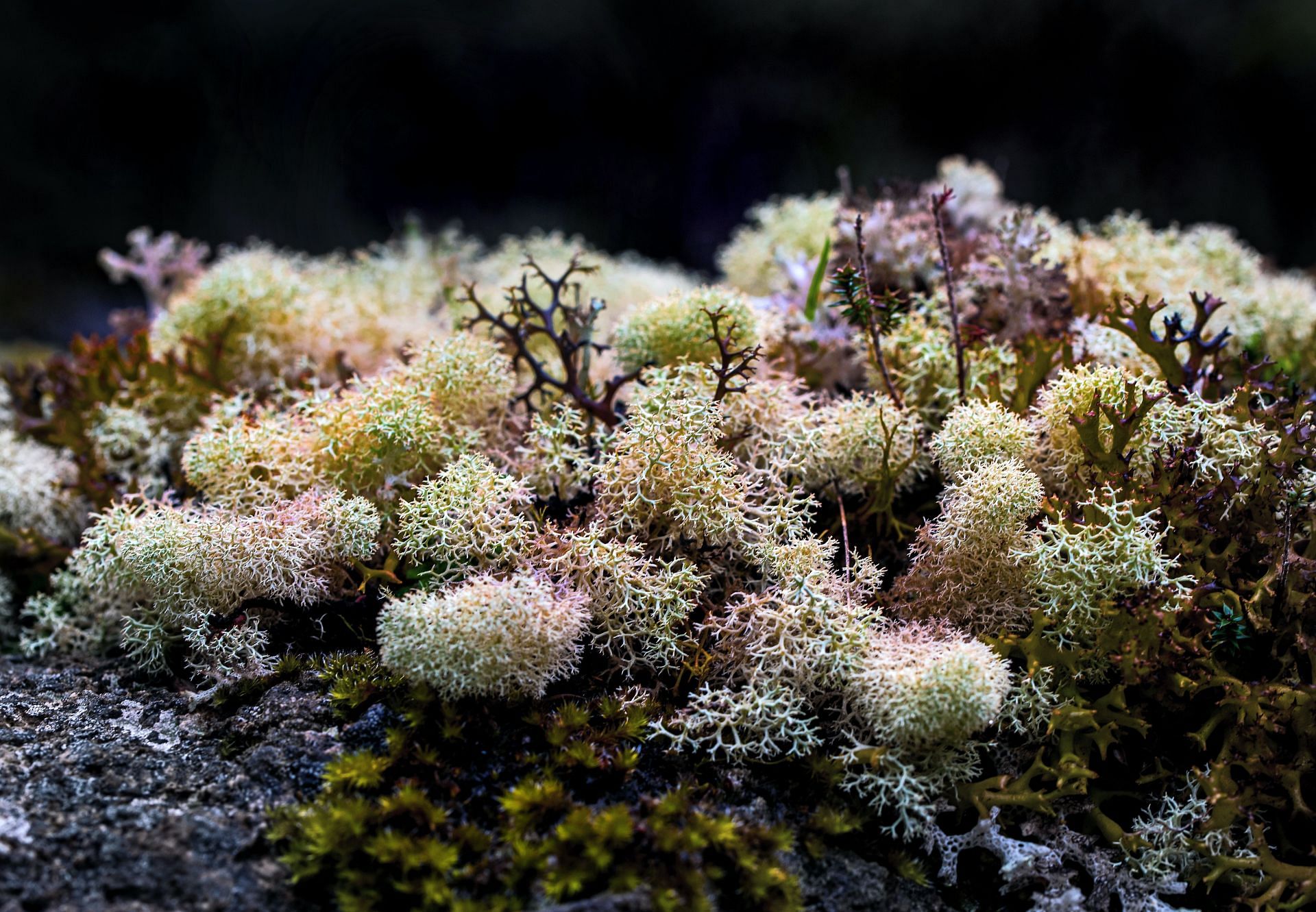 Sea moss gel benefits your hair growth and improves skin texture. (Image via Unsplash / David Clode)