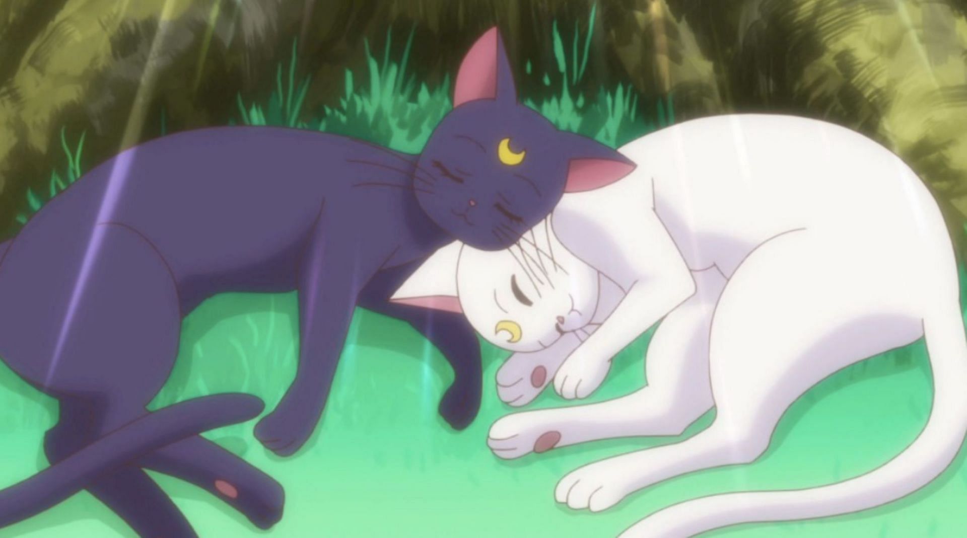 Luna and Artemis sleeping (Image via Toei Animation)