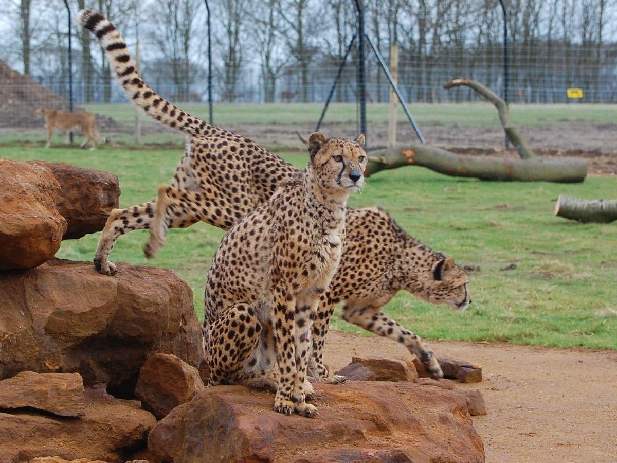 The Zoological Society of London manages Whipsnade Zoo. (Photo via thebettervacation.com)