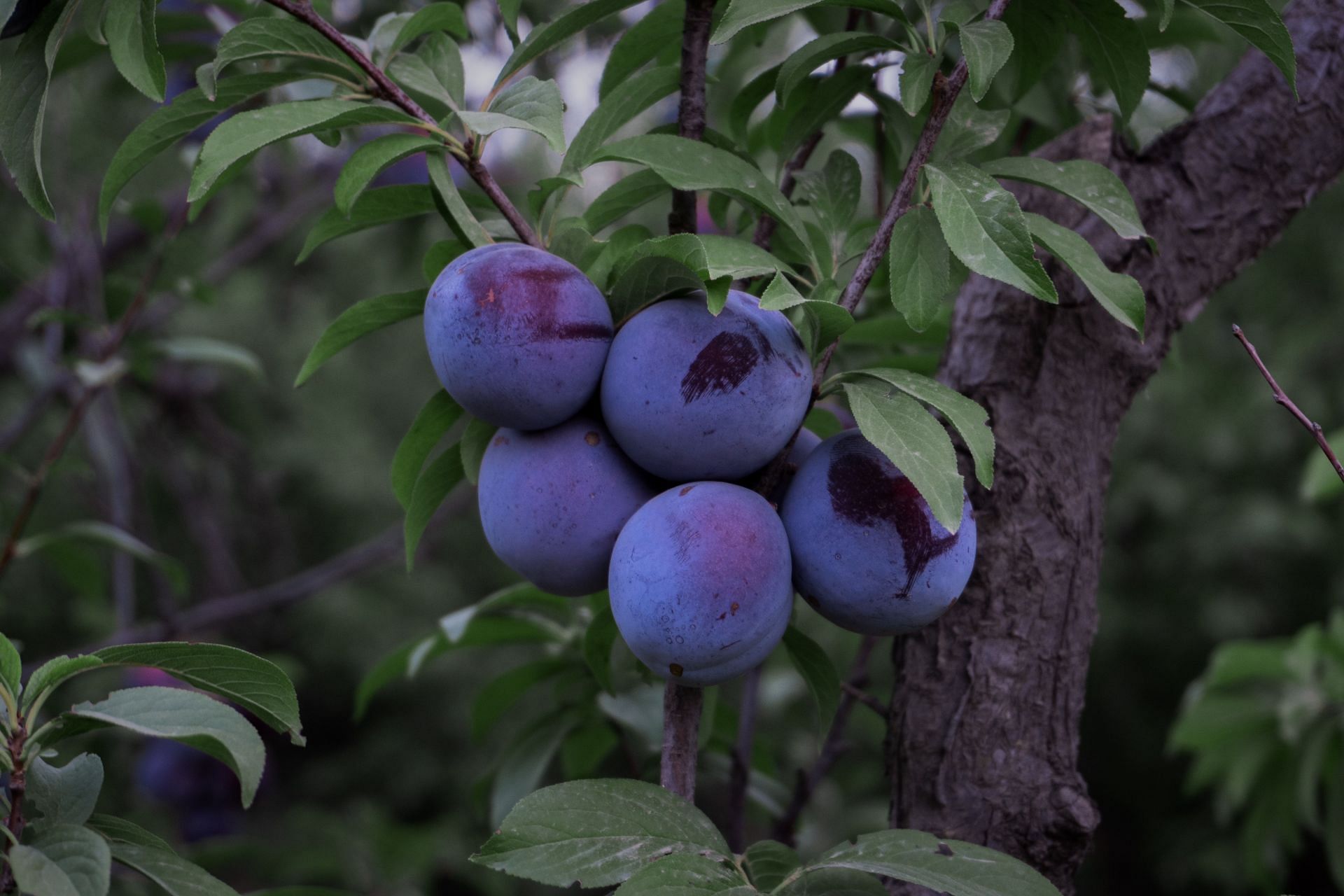 Plums are good for your heart (Image via Unsplash/Shahab Vejdanian)