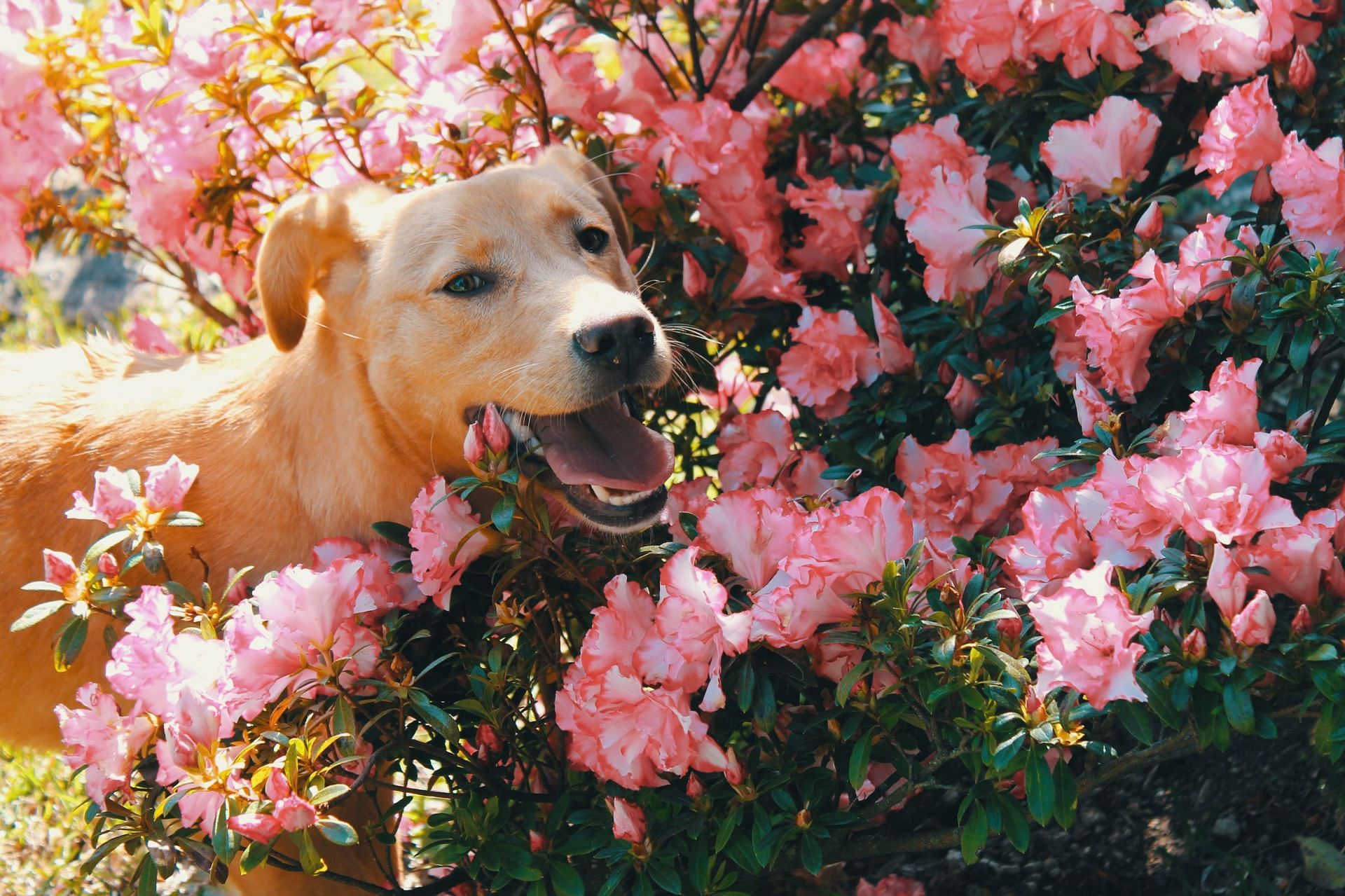 Pets can be the key to mental health improvement this year. (Image via Pexels/Margarida)