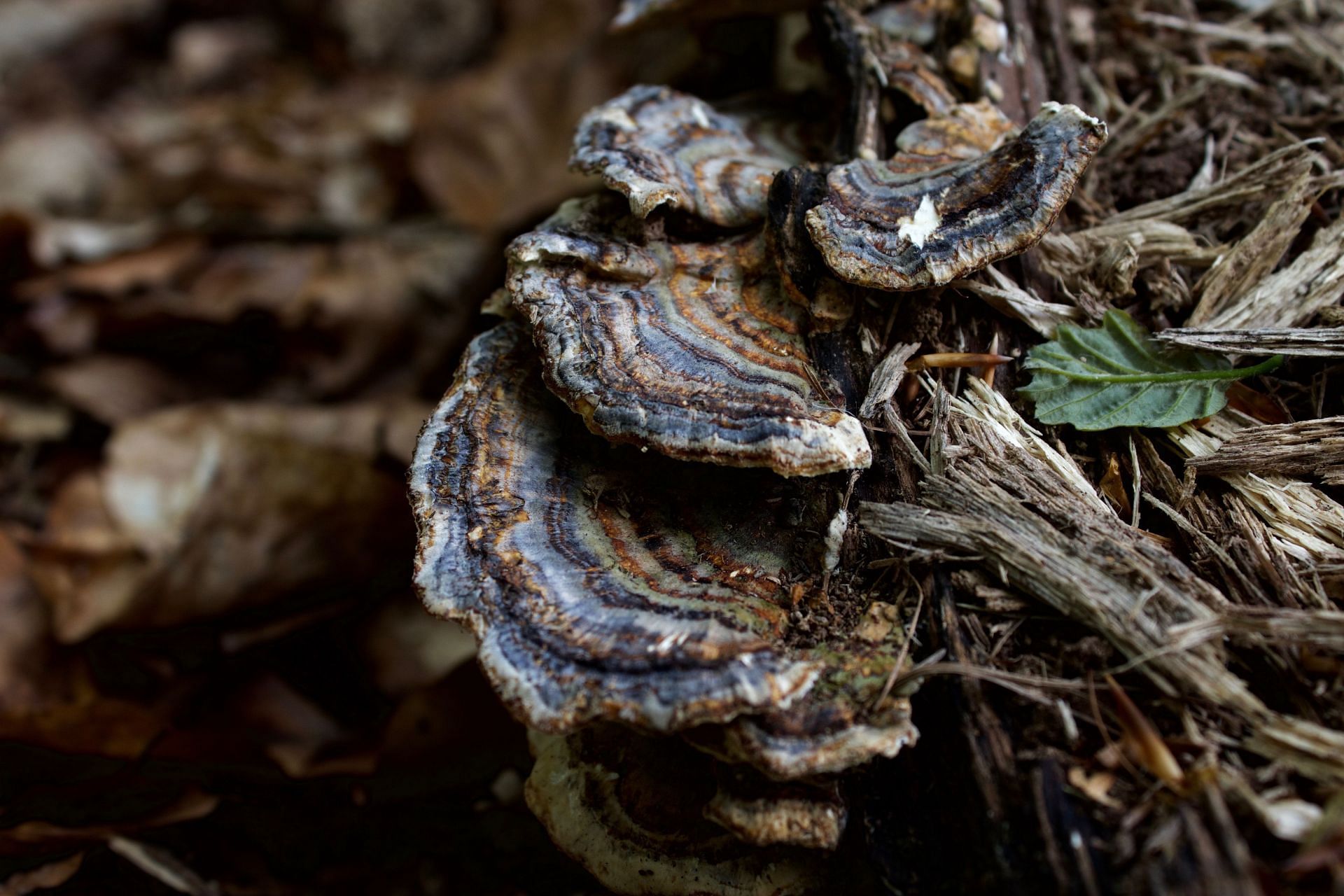 Turkey tail mushrooms are generally safe but could have some side effects. (image via unsplash/Rachel Horton Kitchlew)