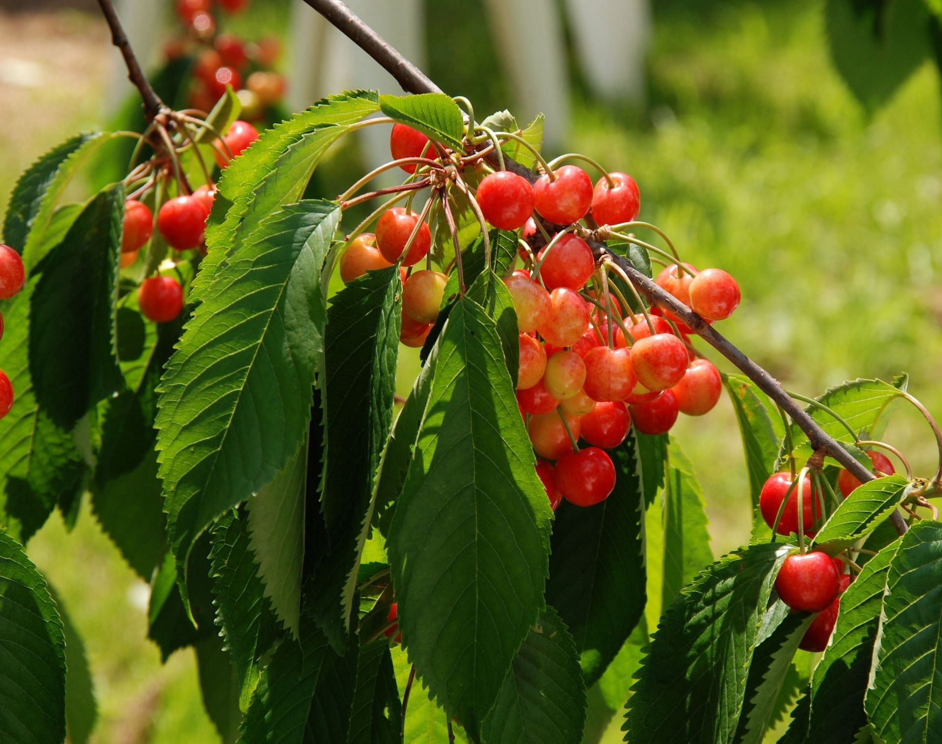Tart cherry juice works very well in reducing inflammation. (Image via Pexels/Pixabay)