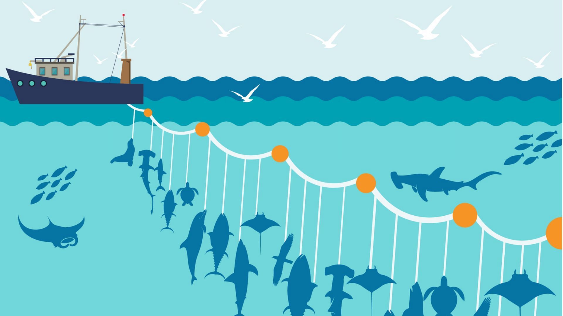 An illustrated example of long-line fishing (Image via Galapagos Conservation Trust)