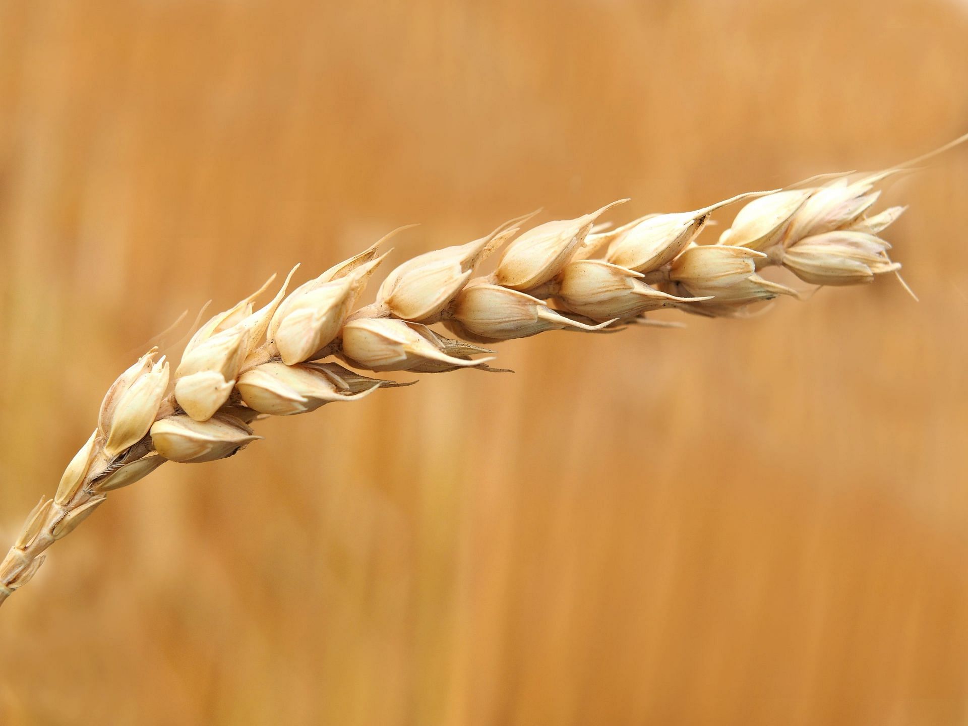 Here are some of the health benefits of whole-wheat flour! (Image via pexels/Pixabay)