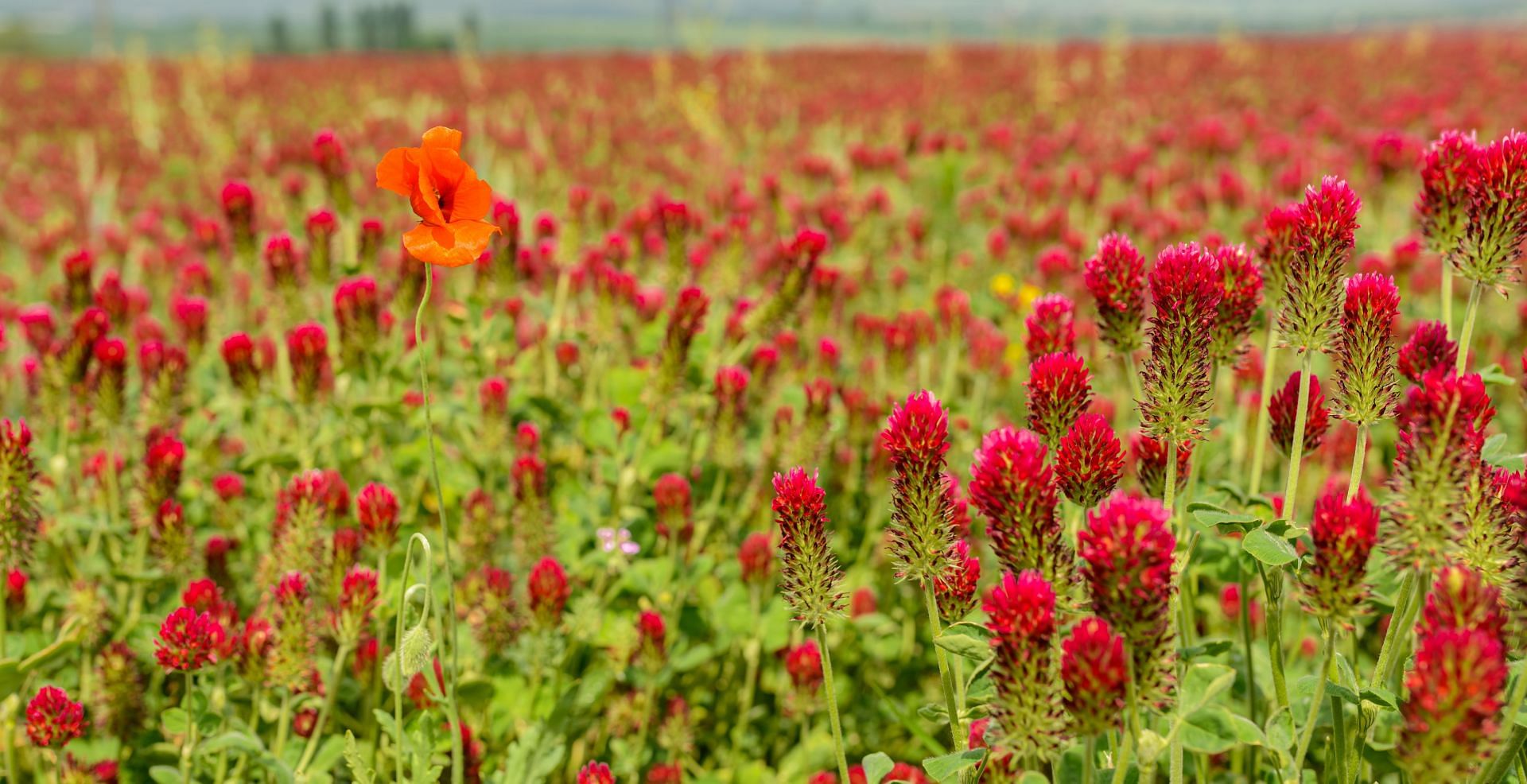 Red clover tends to provide several health benefits. (Image via Pexels/Petr Ganaj)