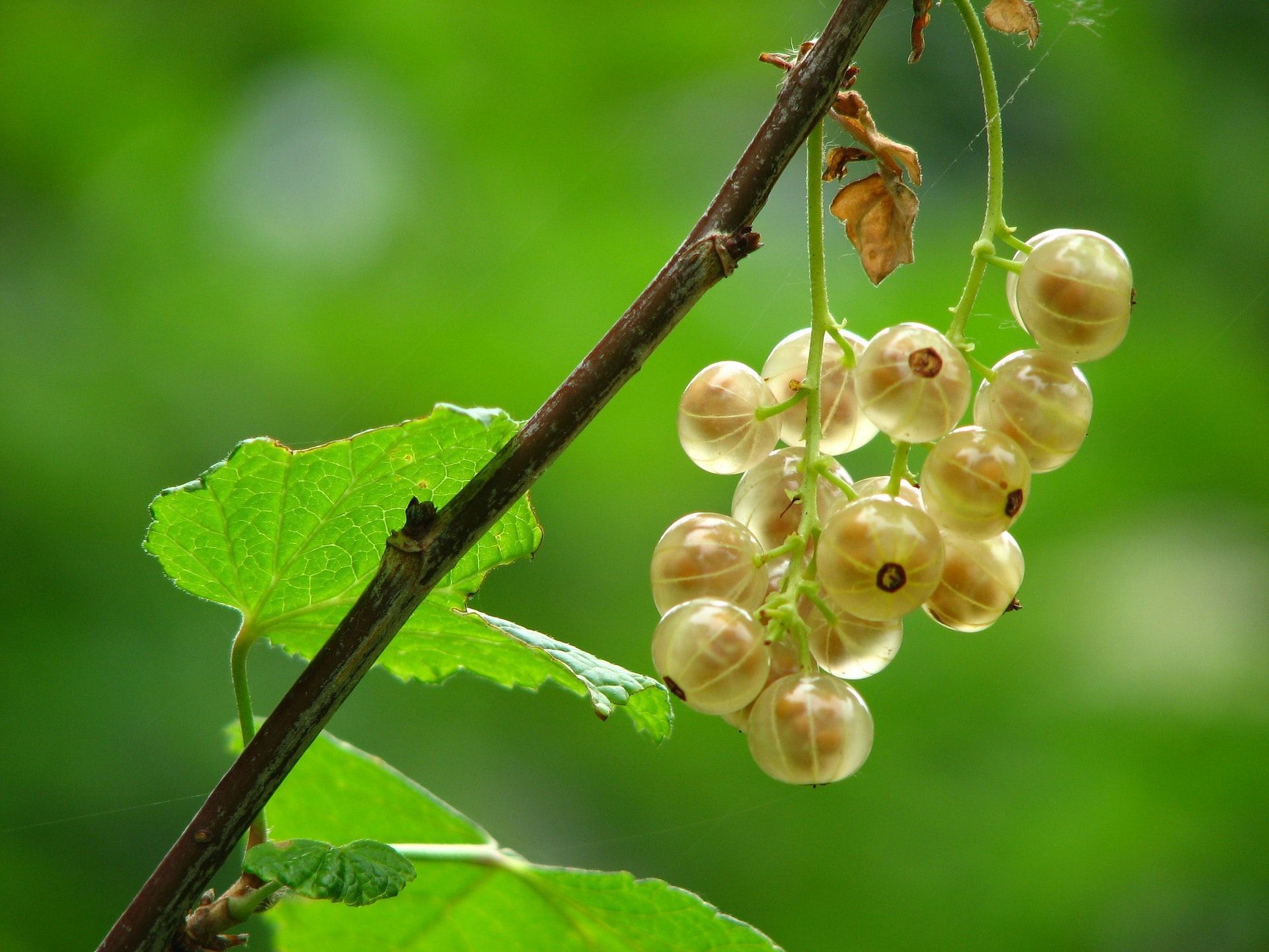 Gooseberries are among the most effective home remedies for hair growth. (Photo via Pexels/Pixabay)