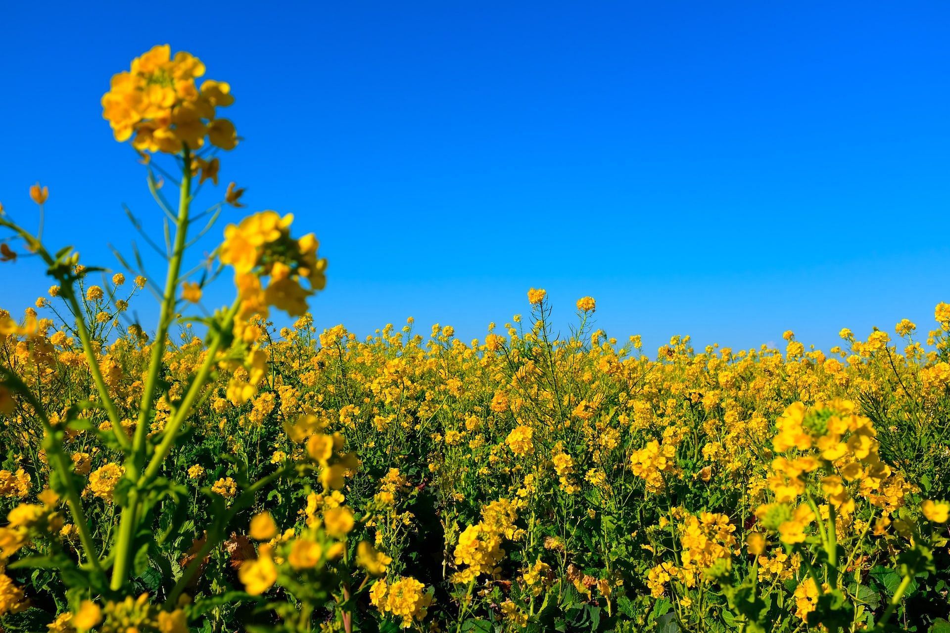 Canola plant (Photo via Unsplash/Mak)