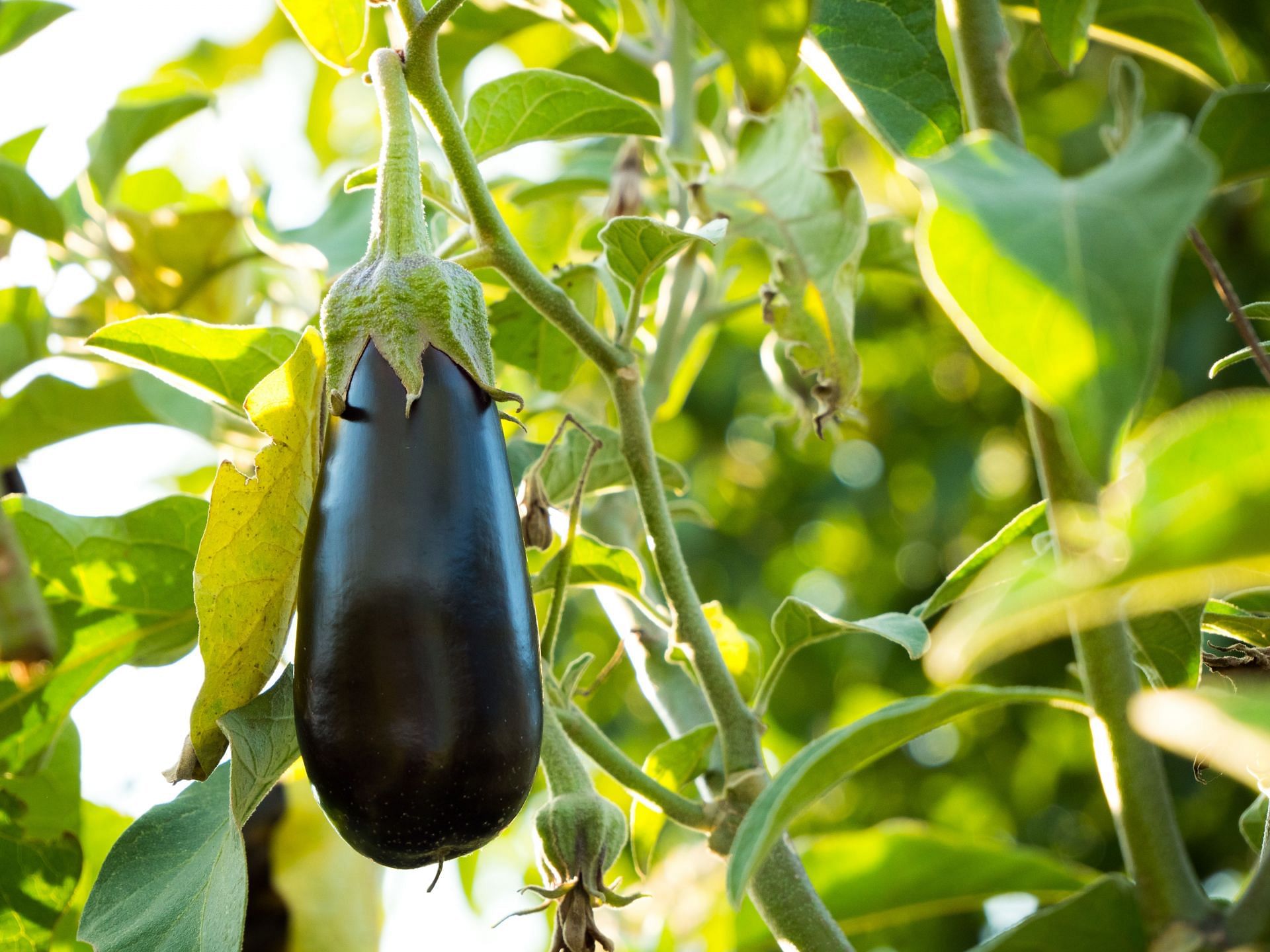Eggplants are nutrient-dense vegetables. (Image via Unsplash / Dan Cristian Padure)