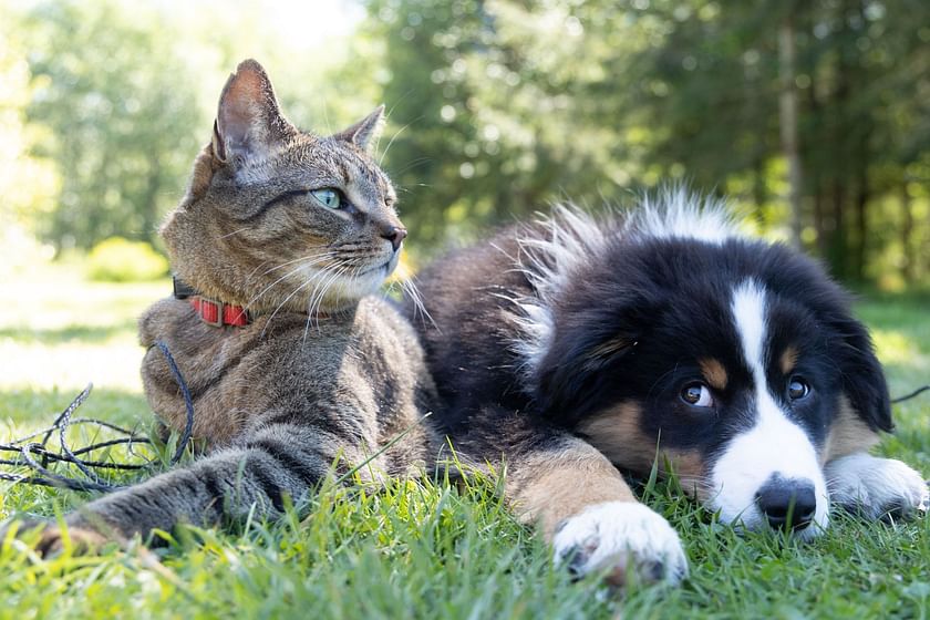 are vegetarian diets for cats and dogs safe