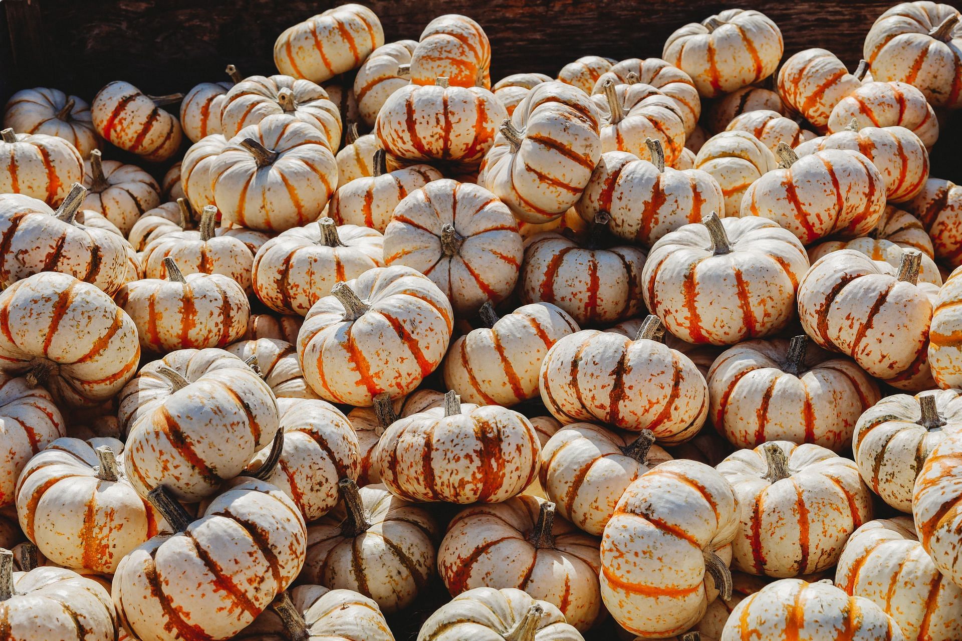 Vegetables high in fiber:Bitter gourd contains large amounts of Vitamin C. (Image via Unsplash / Craig Pattenaude)