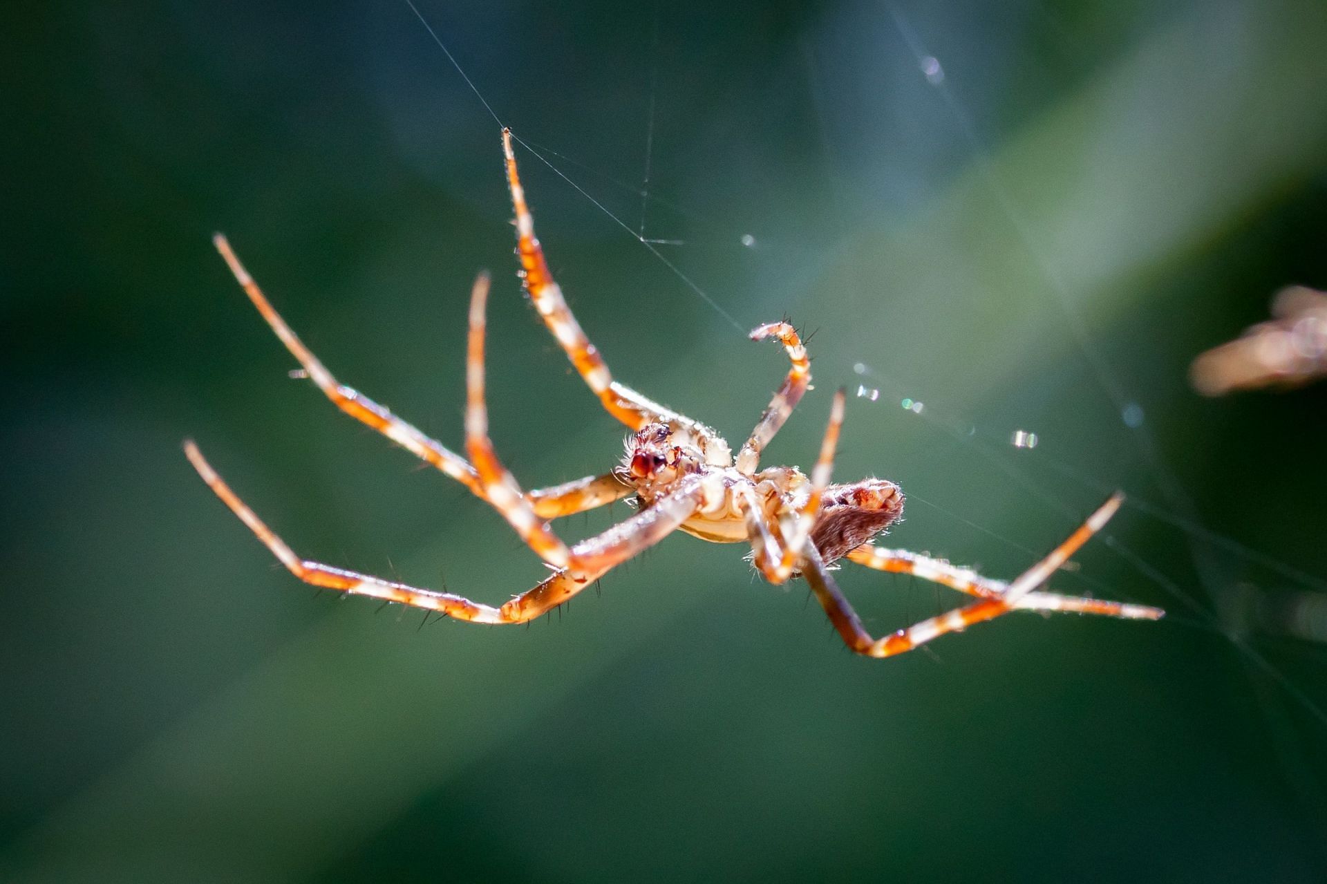 If the spider that bit you is venomous, additional symptoms may occur. (Photo by Manuel Bartsch/Pexels)