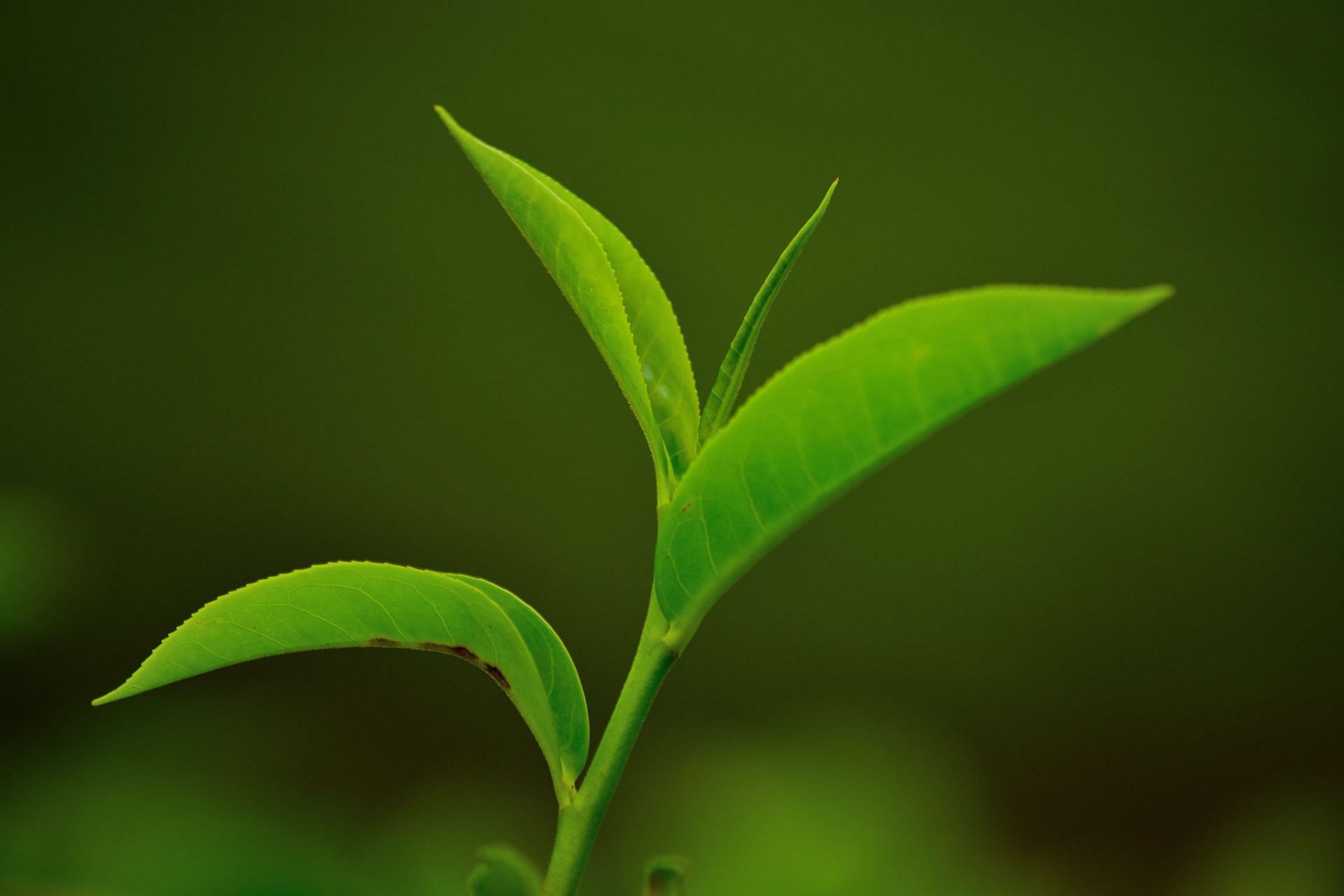 Green tea caffeine benefits (Image via Unsplash/Ramakrishnan Nataraj)