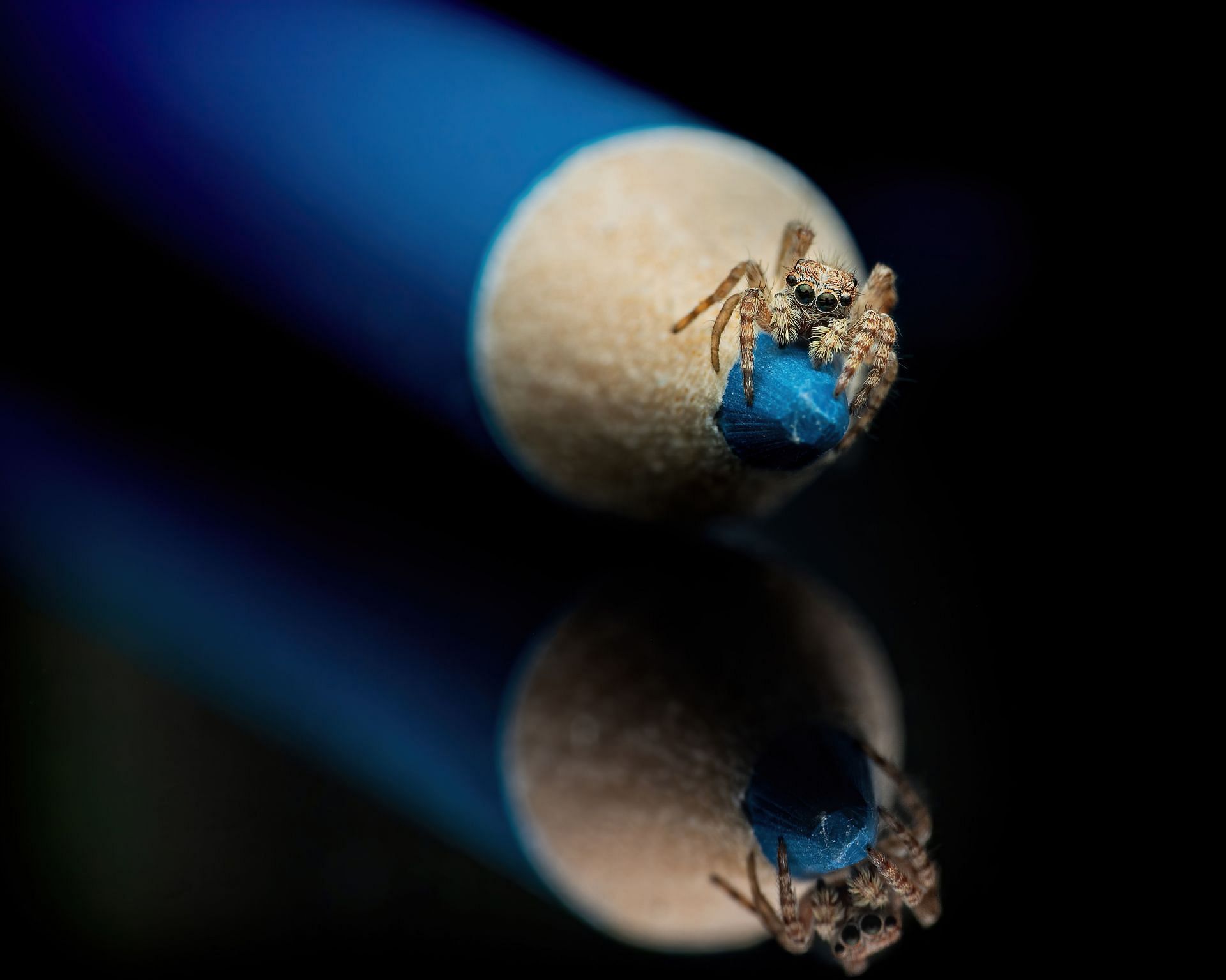 Brown recluse spiders are pretty common. (Image via Pexels/Skyler Ewing)