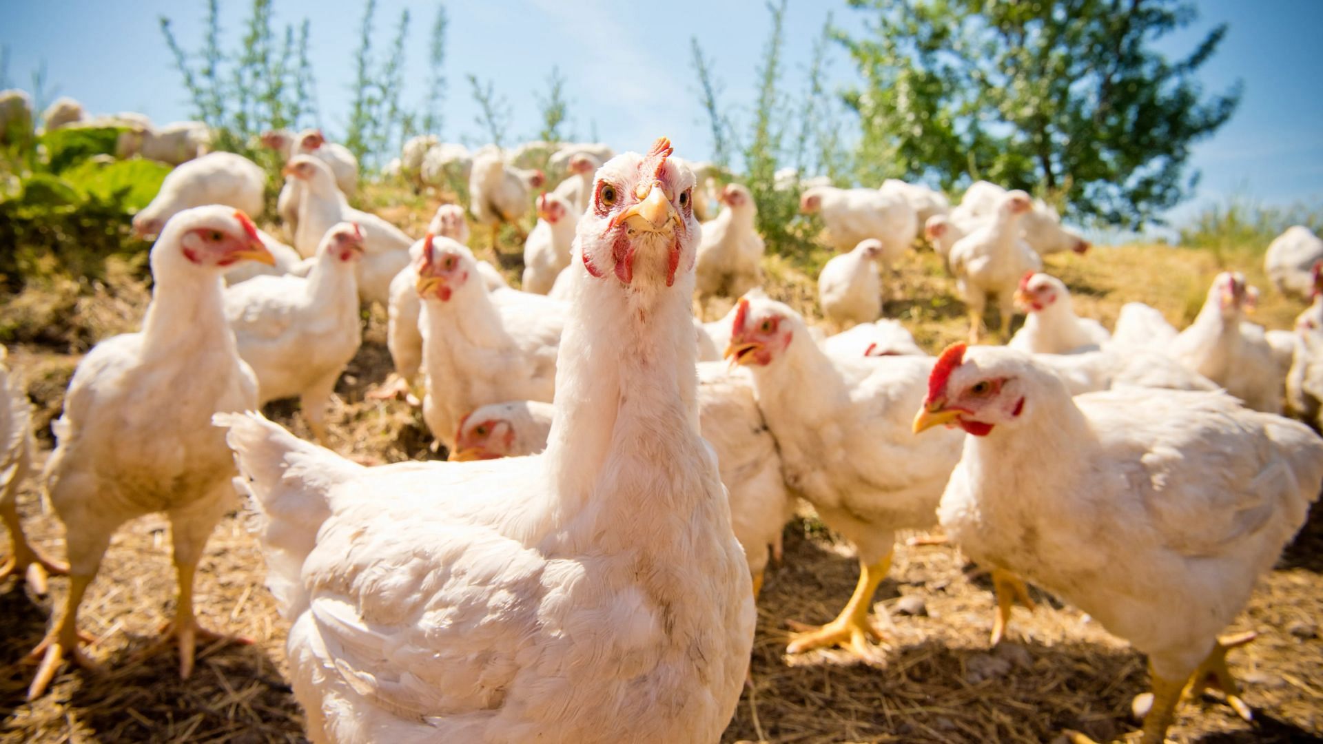 Hillandale Farms&#039; is one of the top five egg producers in the United States (Image via Stephen Simpson/Getty Images)