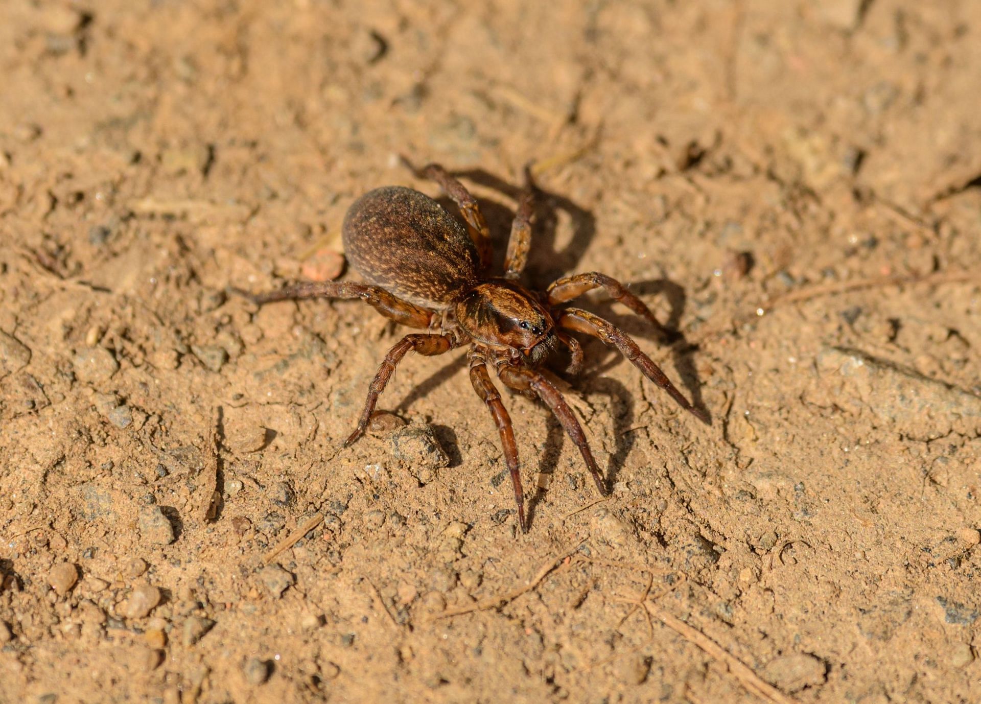 Spider bites can become severe if left untreated. (Image via Pexels/Petr Ganaj)