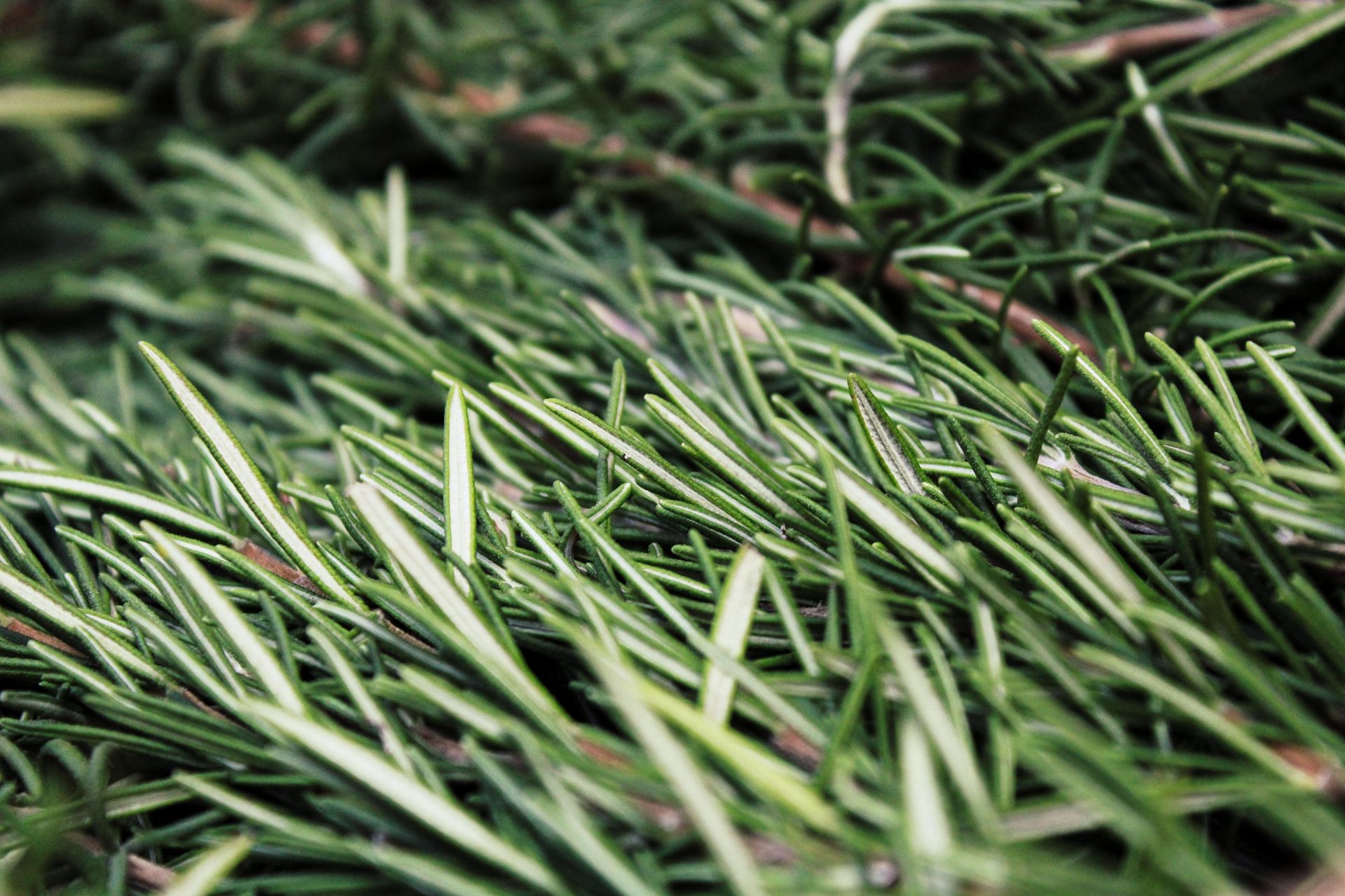 Rosemary oil for hair growth: Does it work? (Image via Unsplash / Fulvio Ciccolo)
