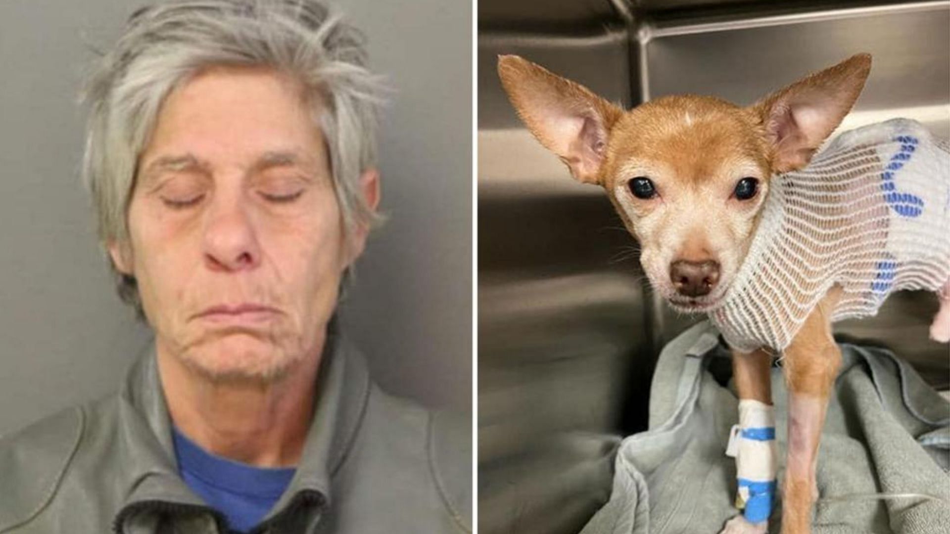 61-year-old Jeanette Olivo was arrested for stabbing a Chihuahua dog multiple times (Images via Chicago Police Department/Garrido Stray Rescue Foundation)