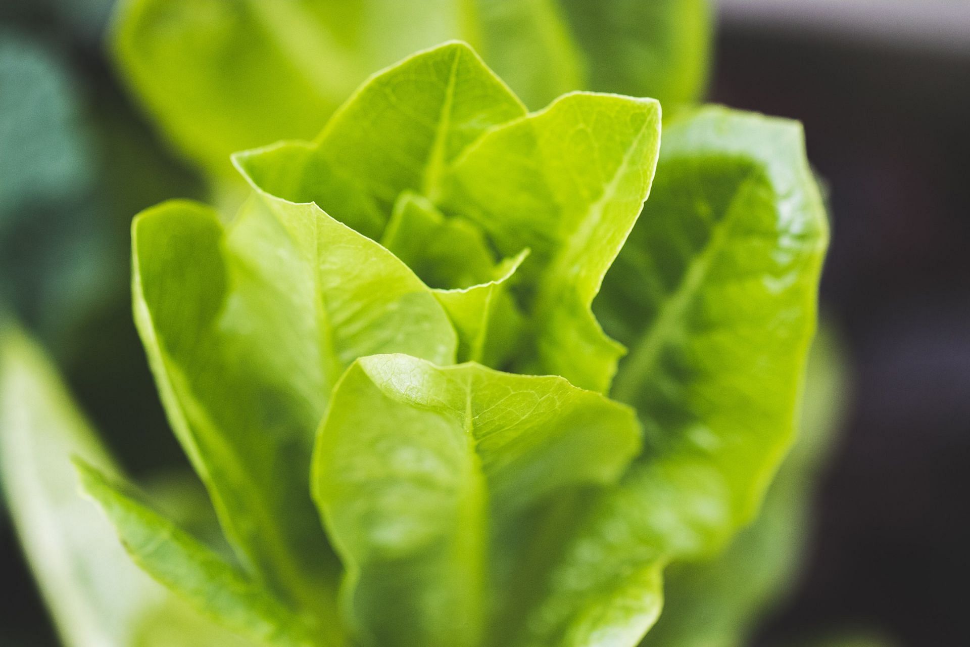 Romaine lettuce nutrition facts and health benefits (Image via Unsplash/Stephanie Moody)