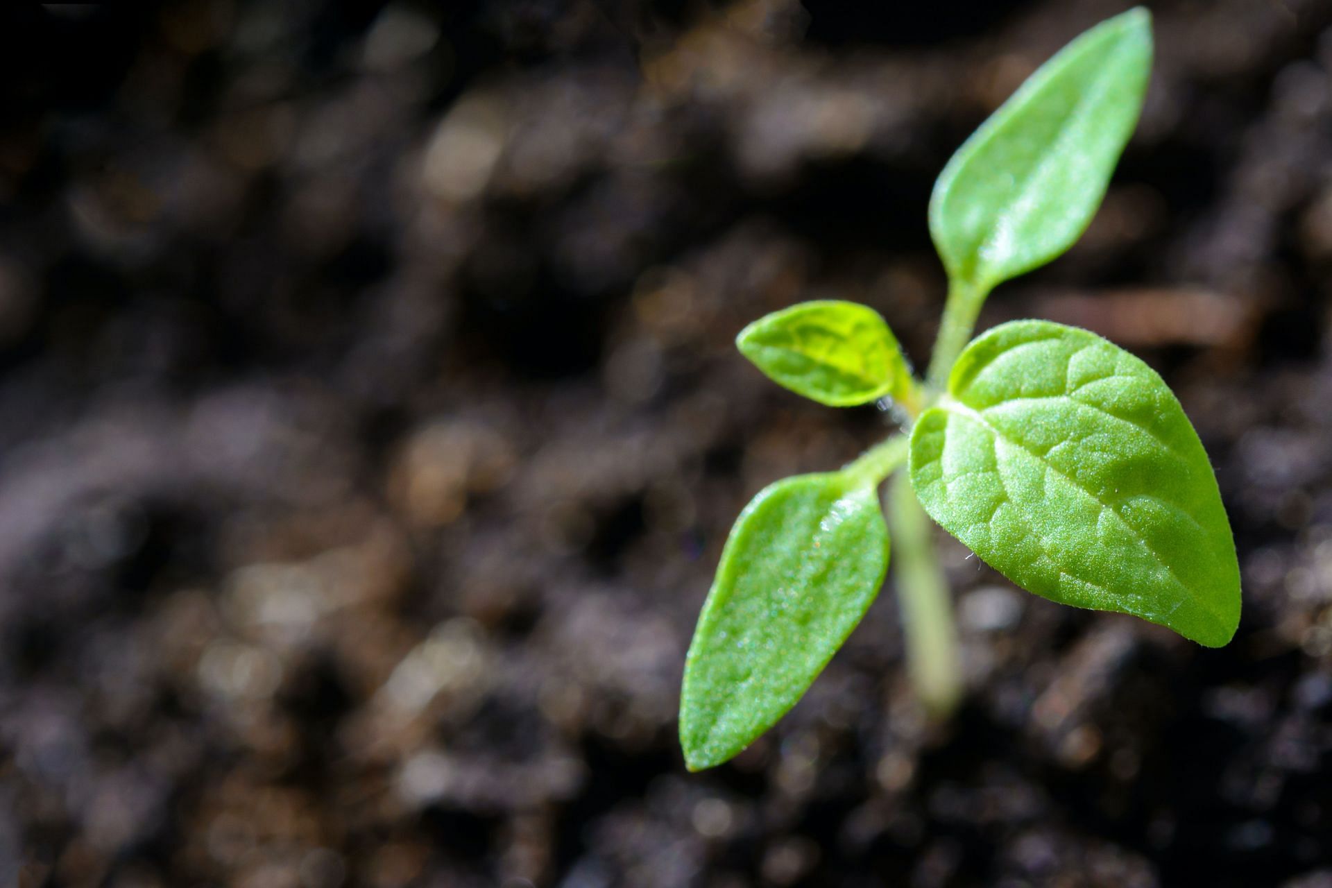 Ashwagandha is a powerful adaptogenic herb. (Photo via Pexels/PhotoMIX Company)