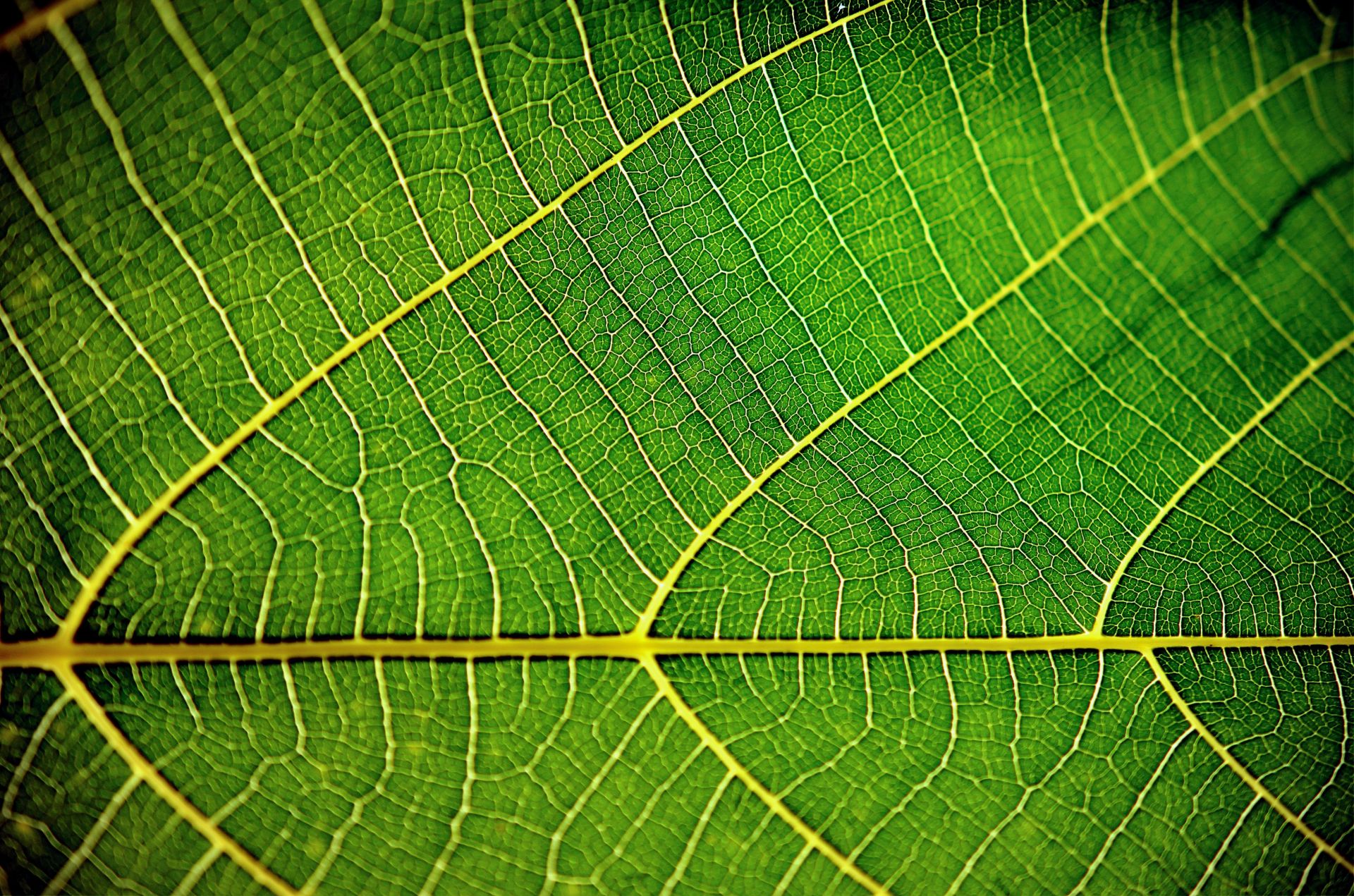 Chlorophyll absorbs ultraviolet radiation. (Image via Unsplash/Lukas Tennie)