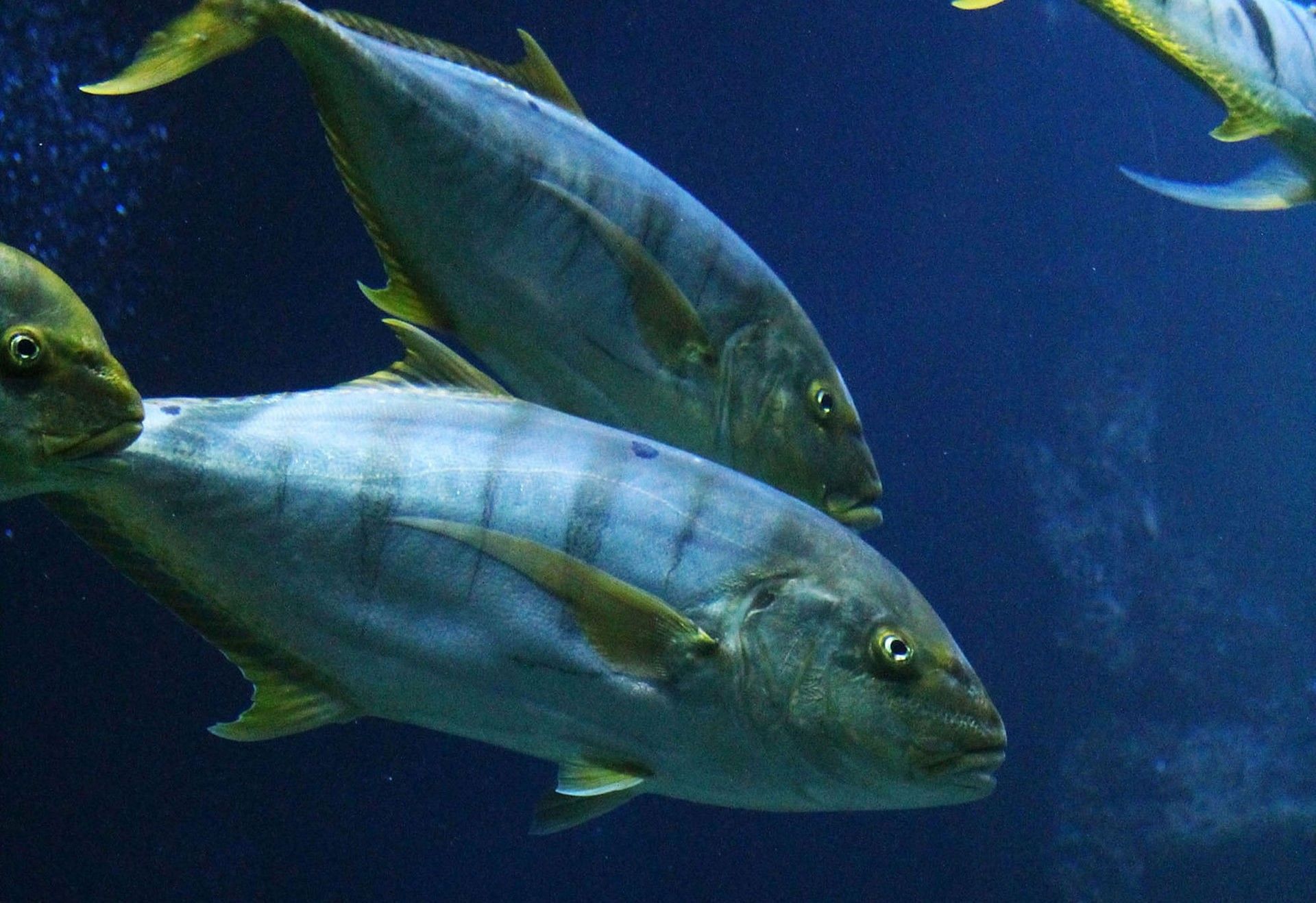 Types of Tuna (Photo by Nikola Bačanek on Unsplash)