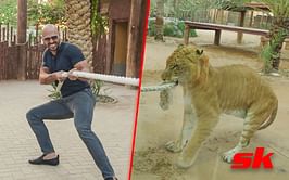 WATCH: Andrew Tate gets caught in tug-of-war with tiger he plans to buy