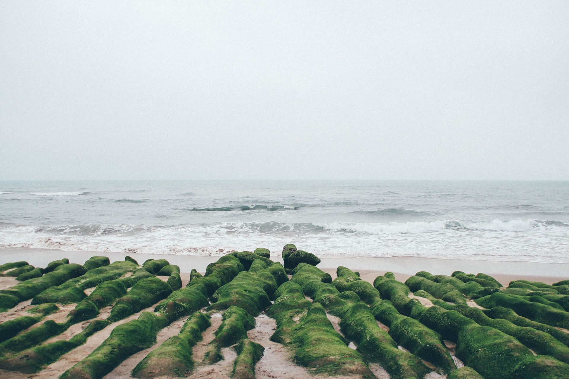 sea moss gel promotes hair growth. (Image via Unsplash / Kathy Chen)