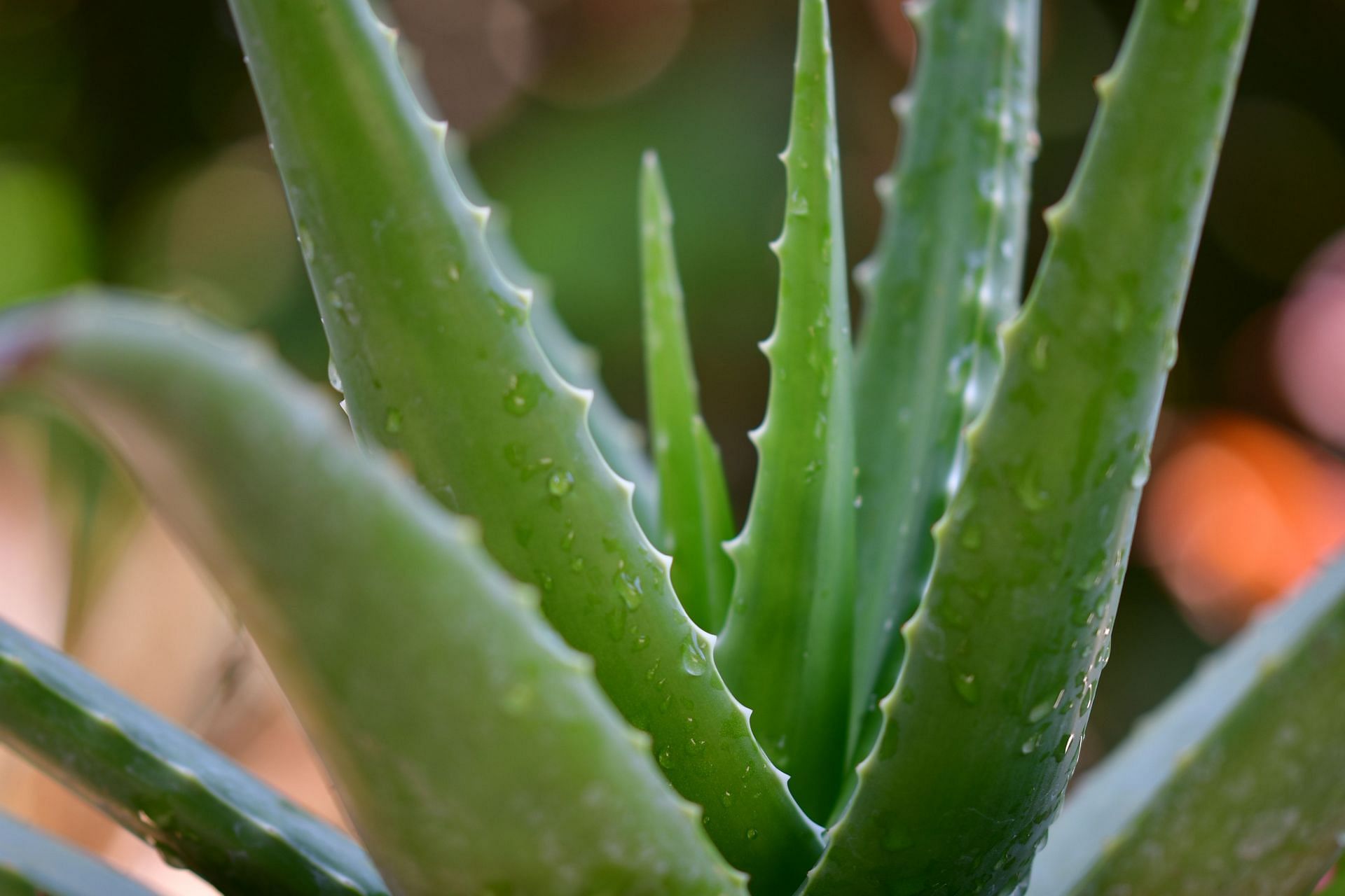 Aloe vera gel provides relief from sunburn. (Image via Unsplash/ Pisauikan)