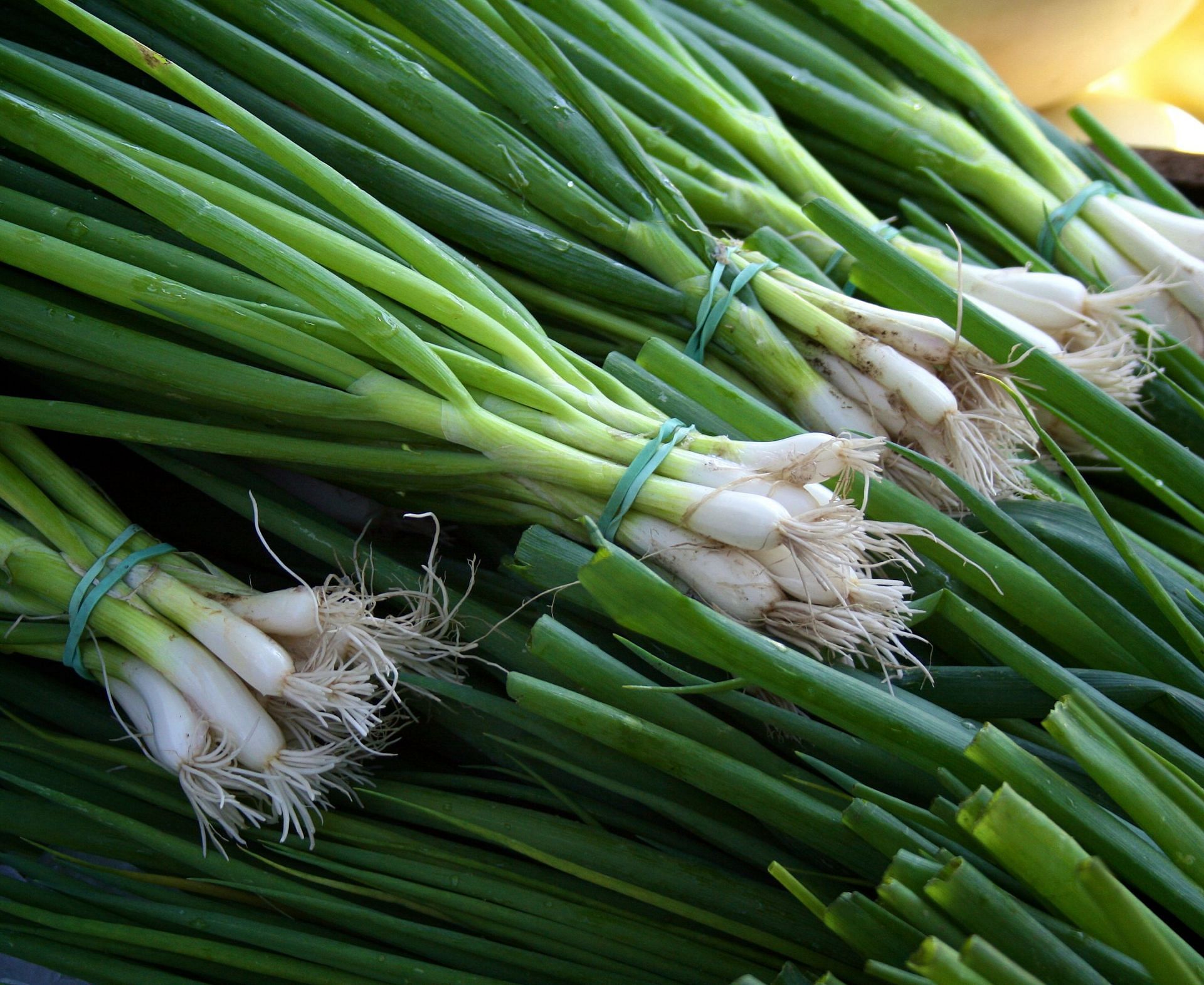 Scallions are young green onions (Image via Unsplash/Christopher Previte)